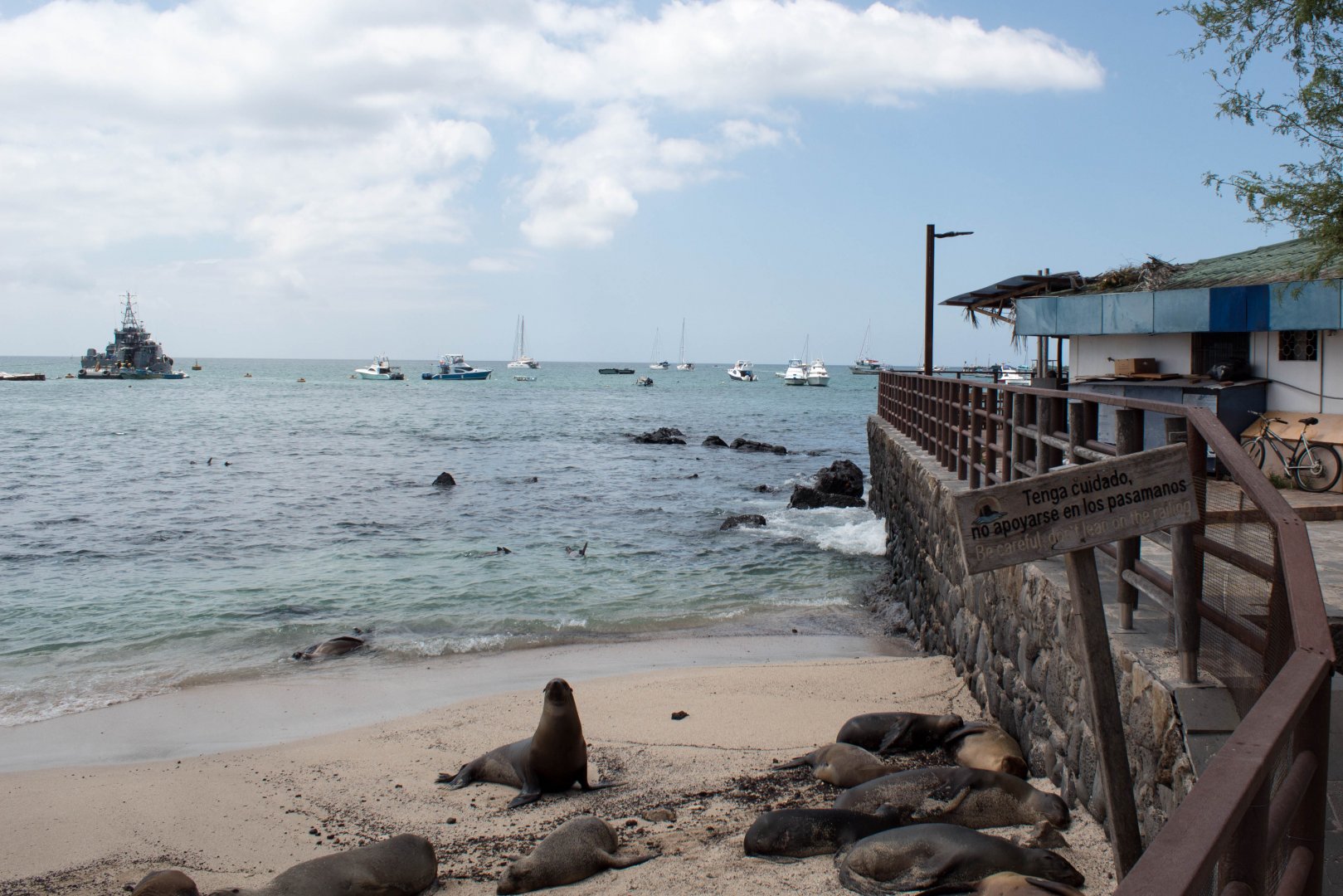 Galápagos sea lions