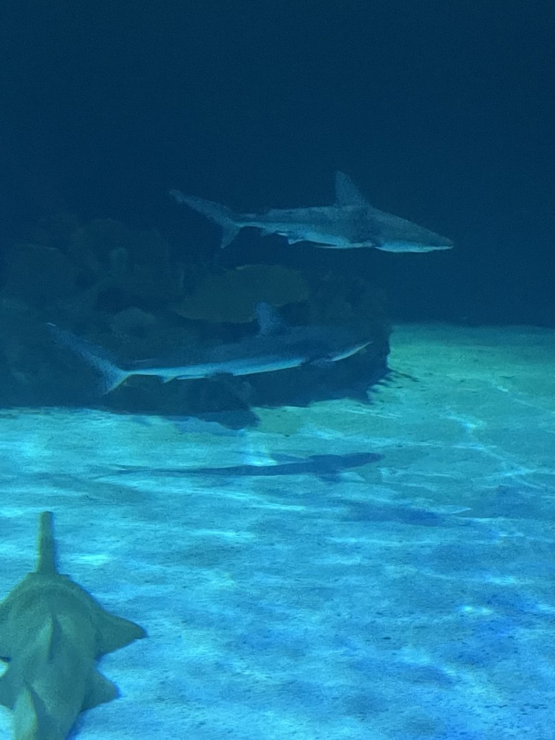 Galapagos Shark and Grey Reef Shark