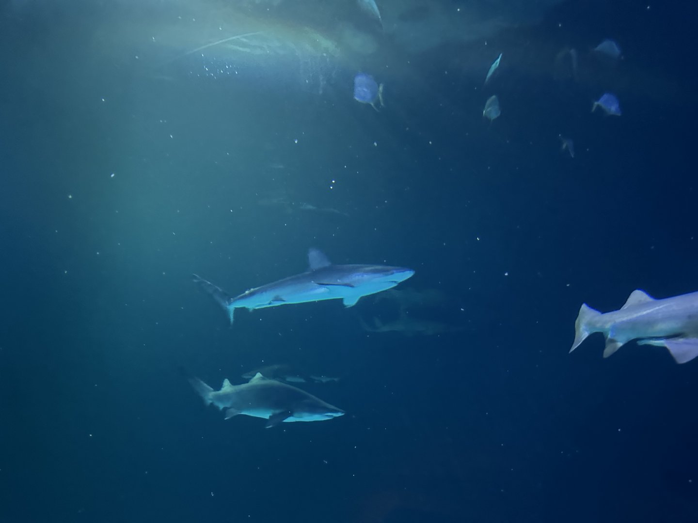 Galapagos shark (Carcharhinus galapagensis) and sand tiger sharks (Carcharias taurus) in the Shipwreck