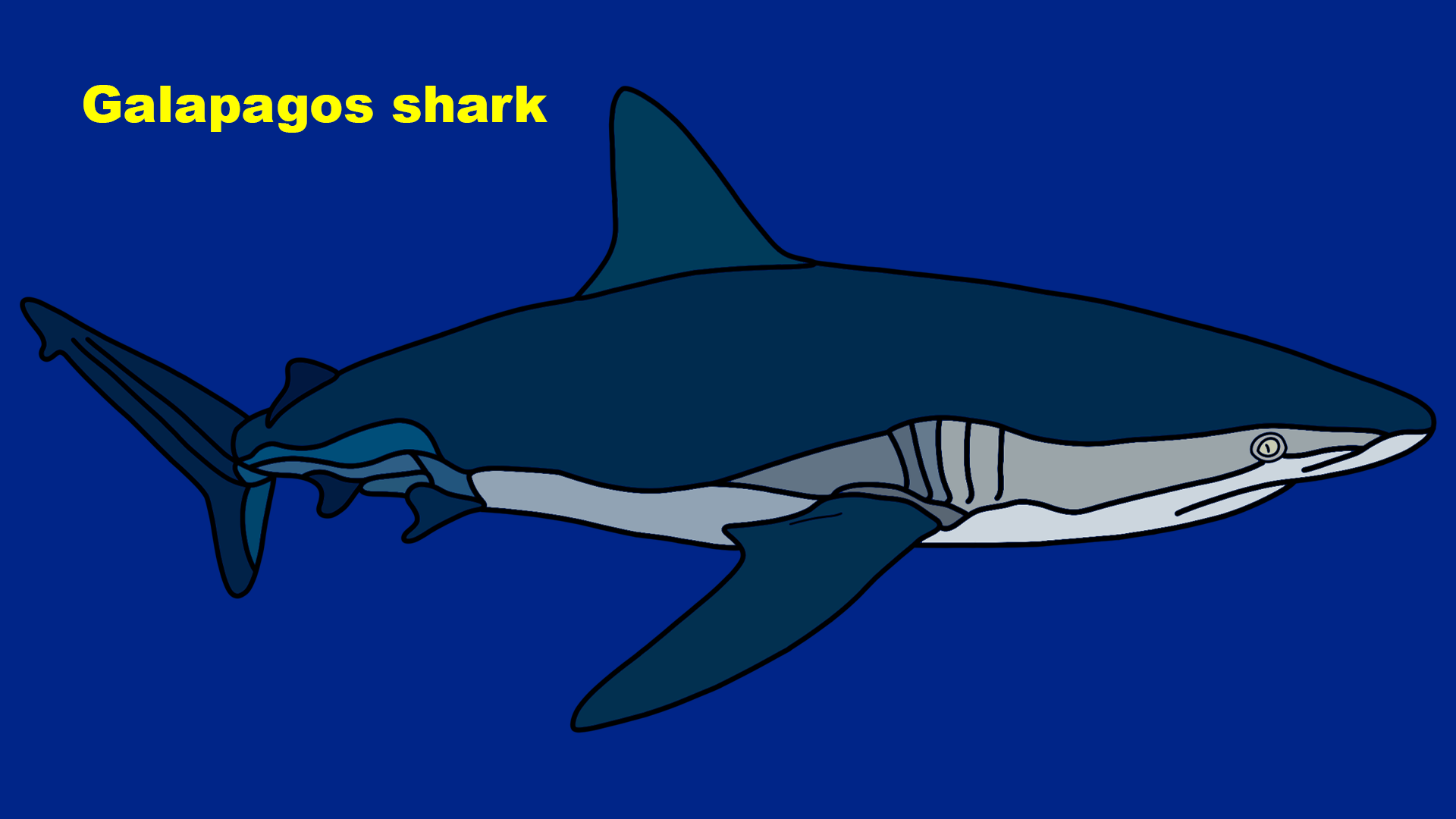 Galapagos shark (Carcharhinus galapagensis)