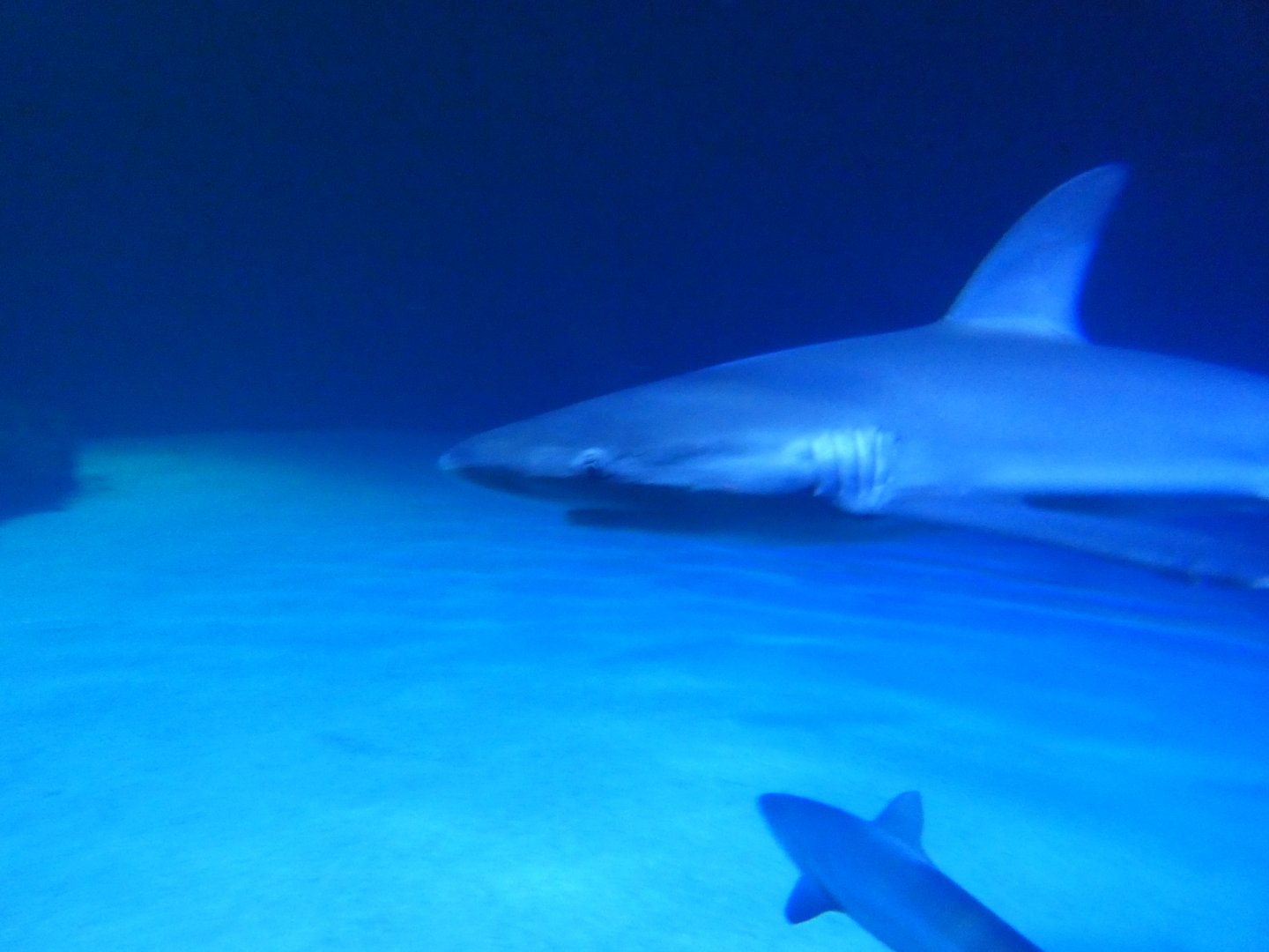 Galapagos shark (Carcharhinus galapagensis)