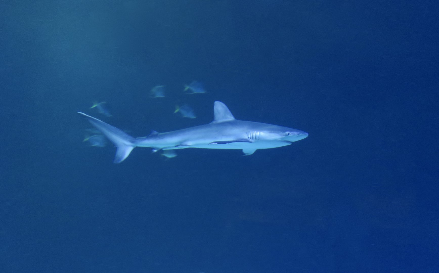 Galapagos Shark (Carcharhinus galapagensis)