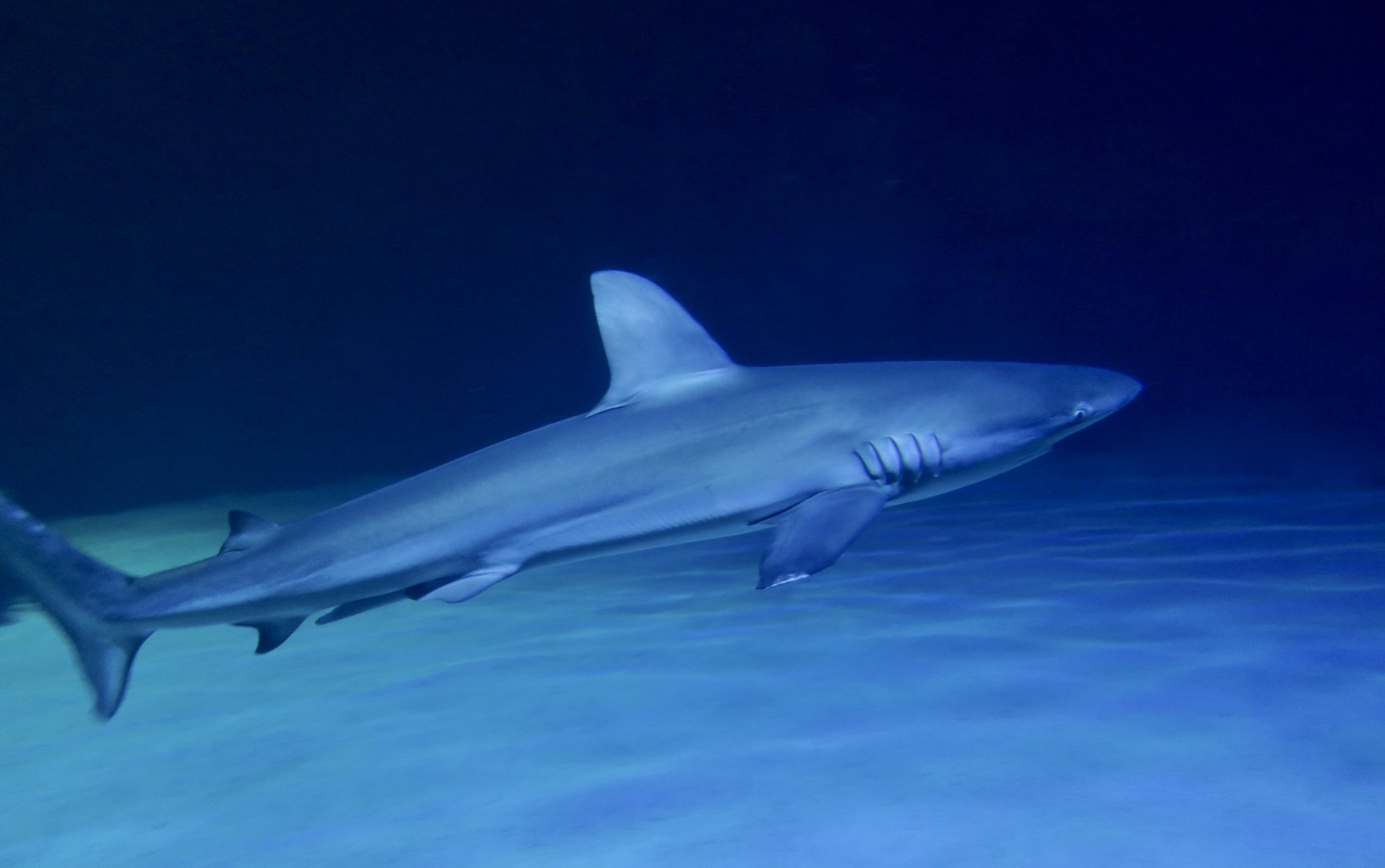Galapagos Shark (Carcharhinus galapagensis)