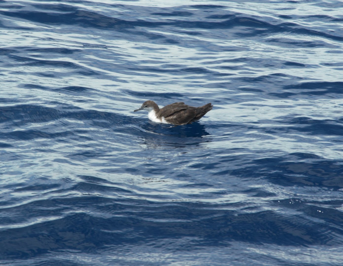 Galapagos Shearwater (Puffinus subalaris)