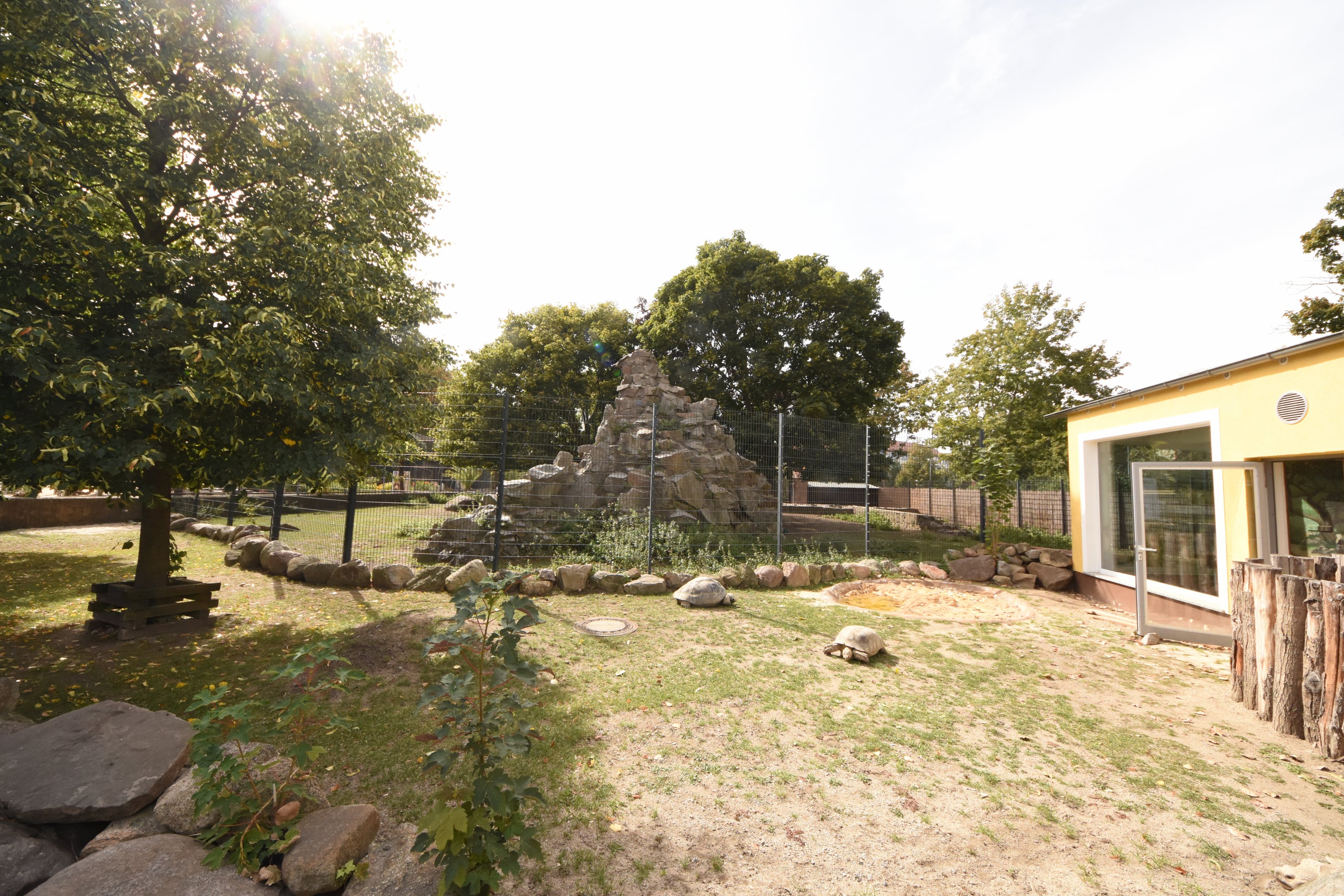 Galapagos & Spurred tortoise paddock