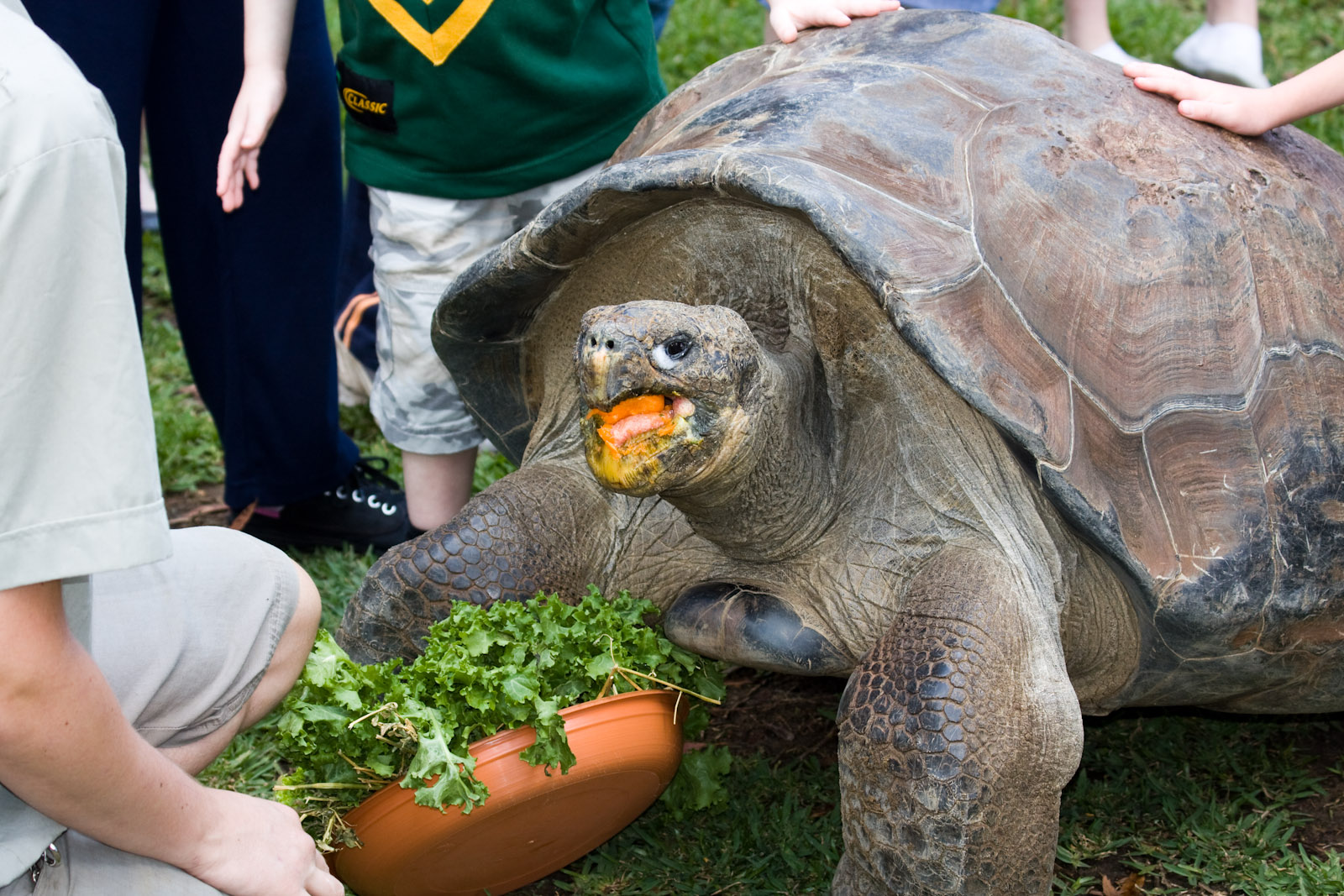 Galapagos Tortise - Nov 2008