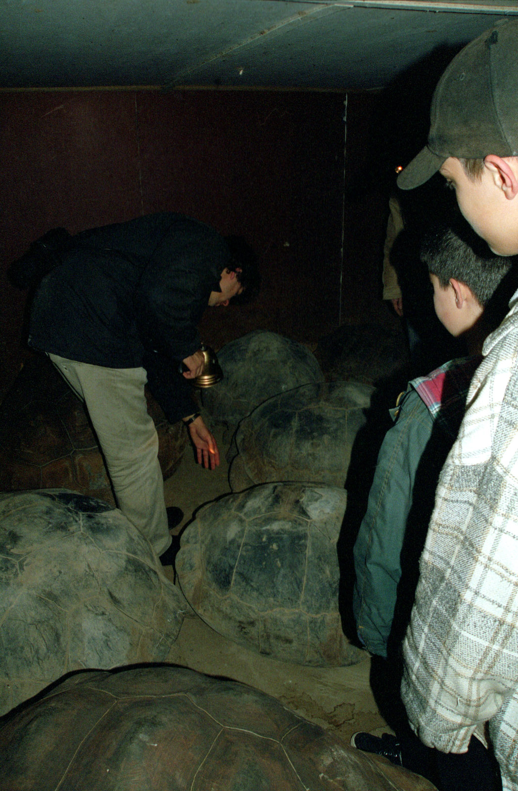 Galapagos Tortises sleeping - 1999