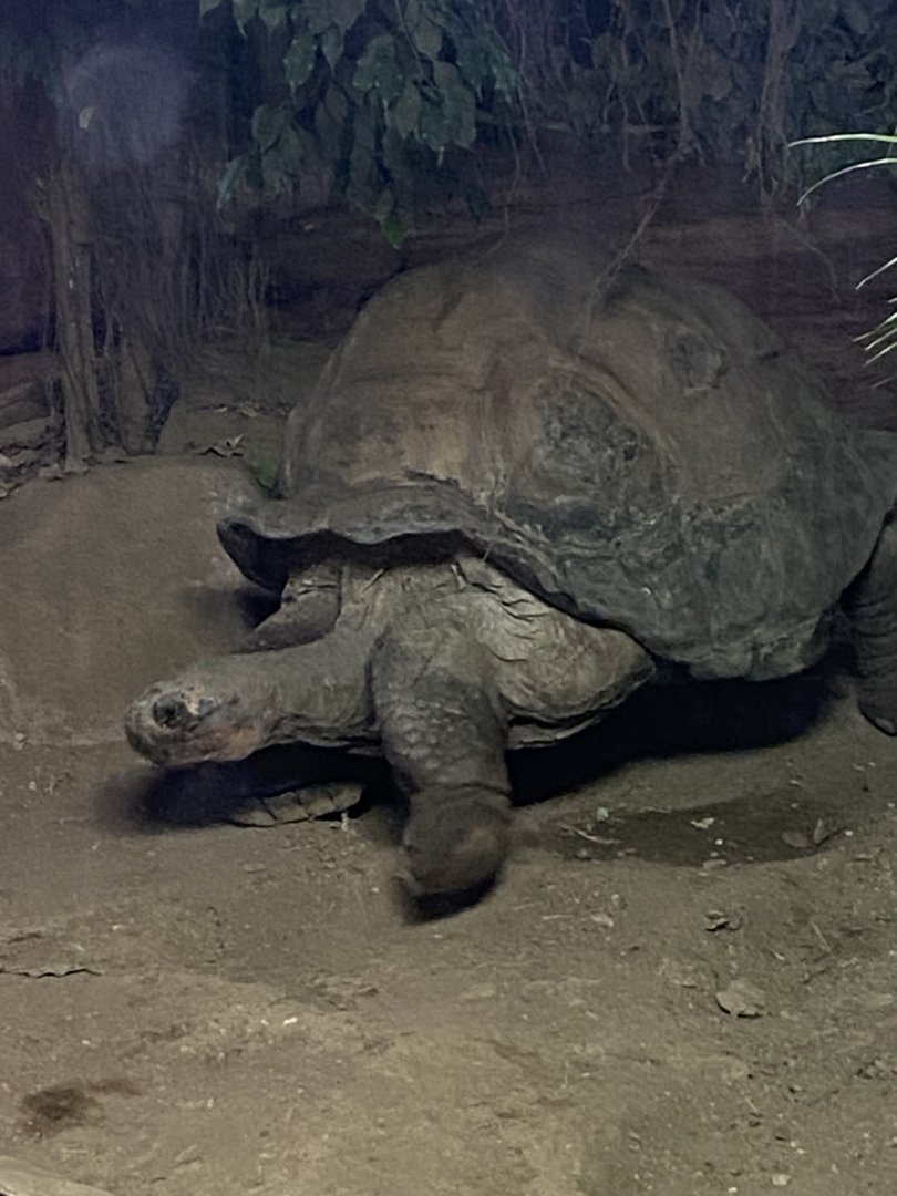 Galapagos tortoise 040124