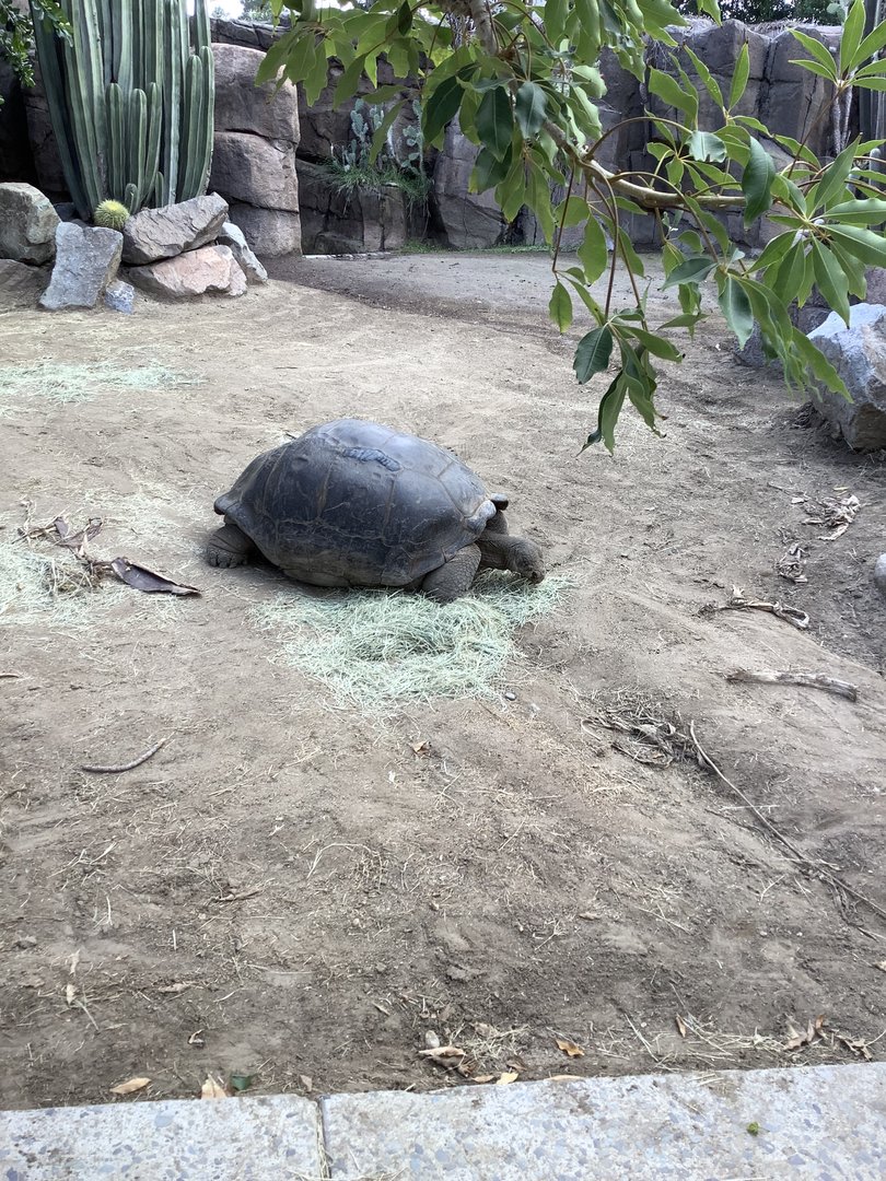 Galapagos Tortoise 10/7/21