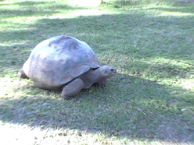 Galapagos Tortoise (2004)