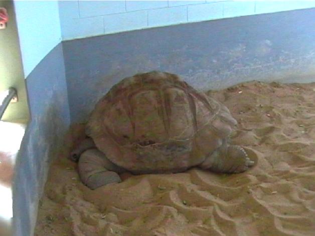 Galapagos Tortoise (2004)