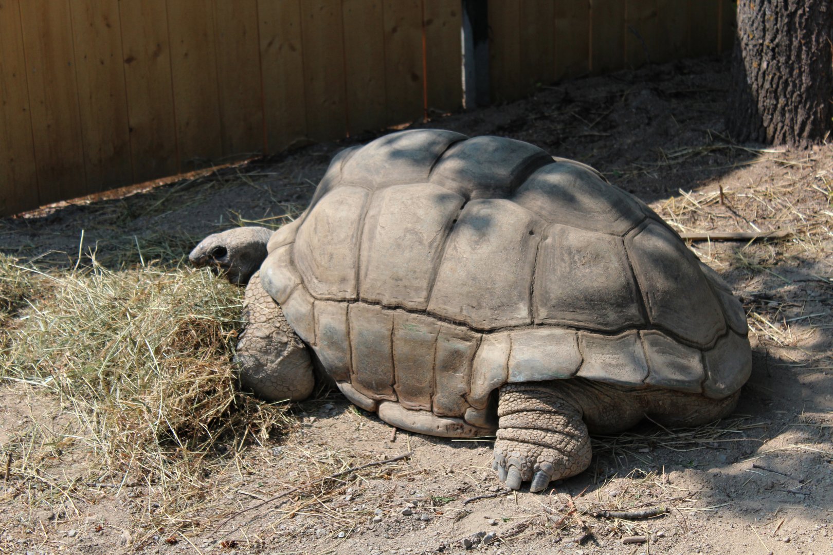 Galápagos tortoise (?) (2013)