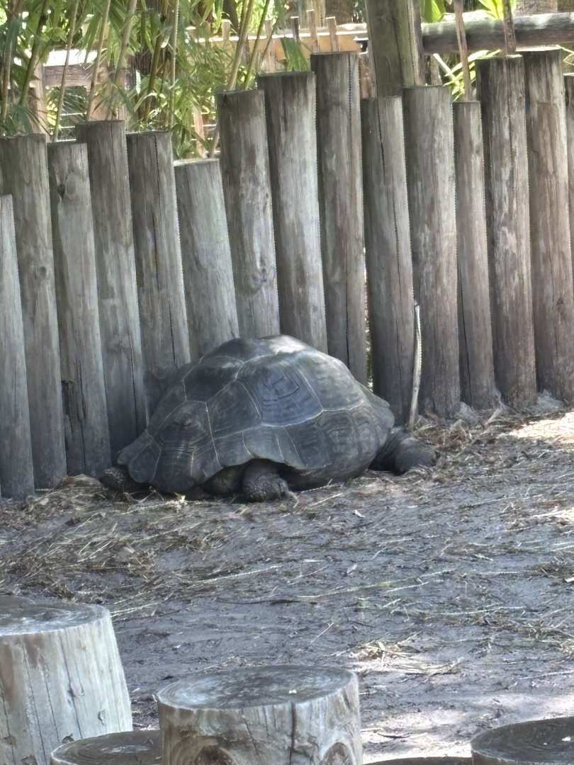 Galapagos Tortoise - 5/27/2025