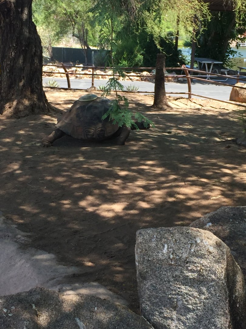Galapagos Tortoise 6-22-2019