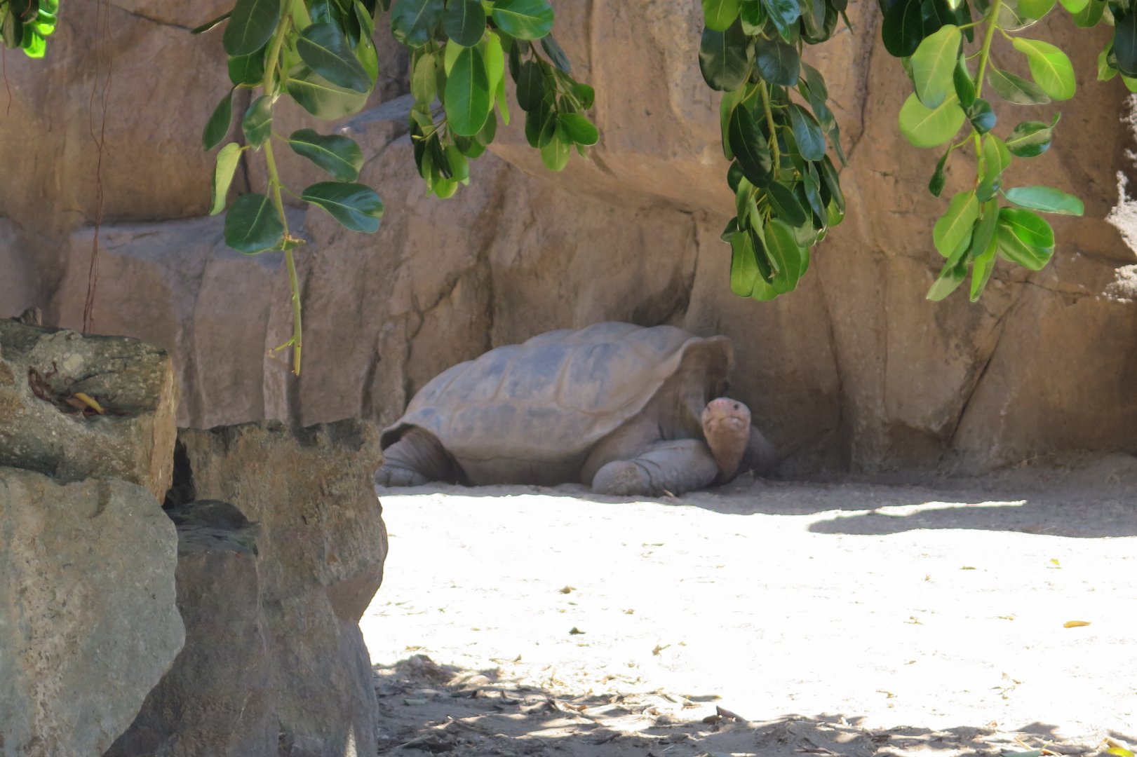 Galapagos Tortoise(8/23/2024)