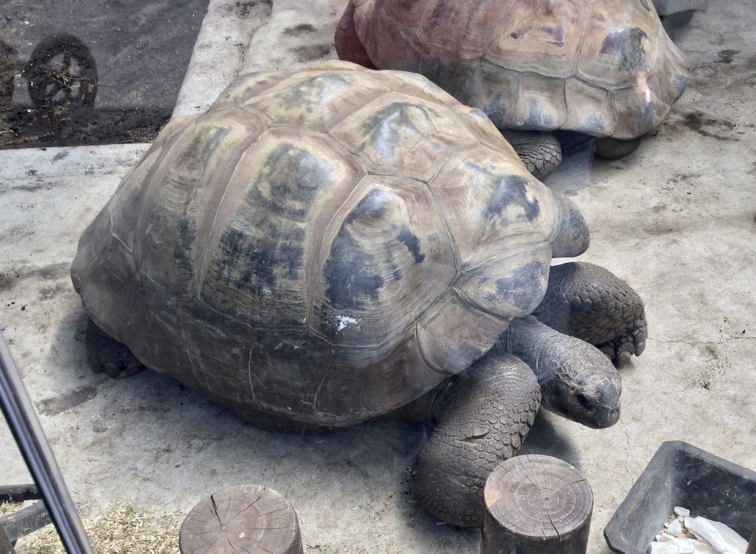 Galapagos Tortoise (Adult Male)