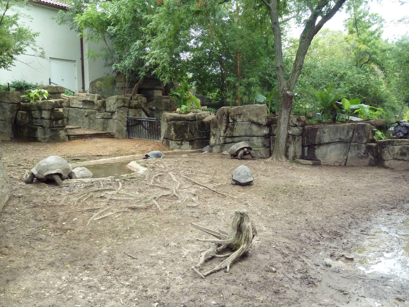 Galapagos Tortoise/Aldabra Tortoise Exhibit