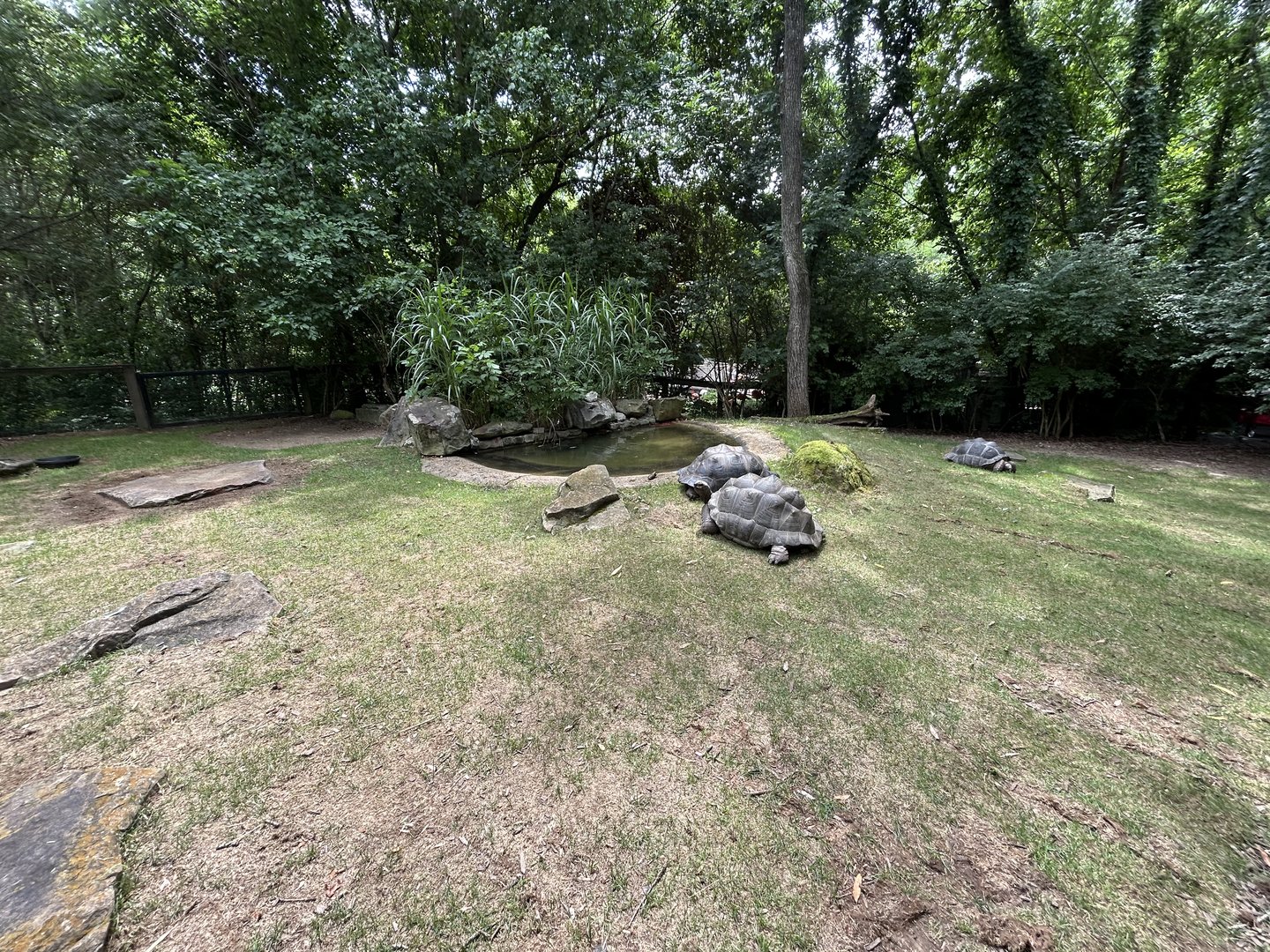 Galapagos Tortoise & Aldabra Tortoise Exhibit