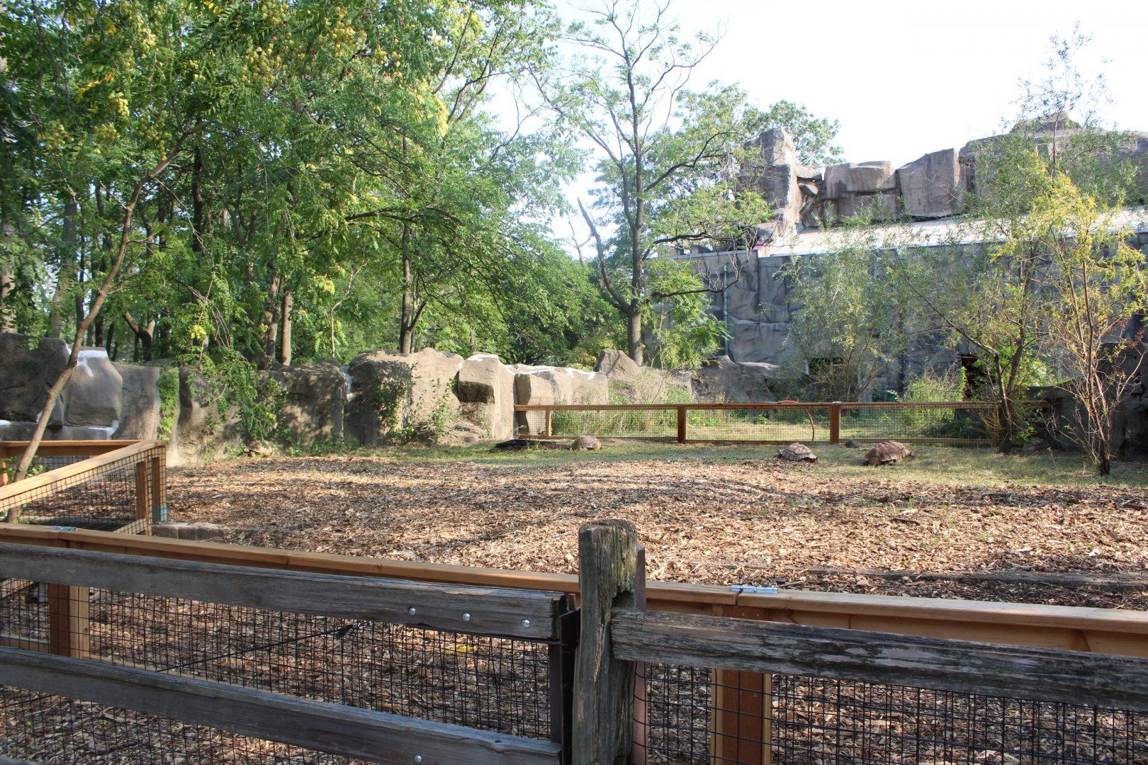 Galapagos Tortoise and African Spurred Tortoise Yard - Pachyderm House