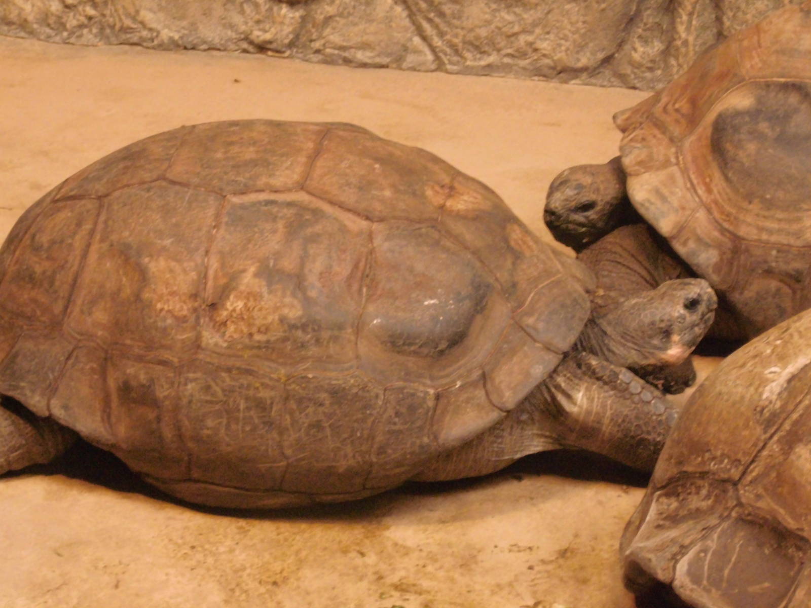 Galapagos tortoise and Aldabra tortoise at Philadelphia zoo 2015-03-08
