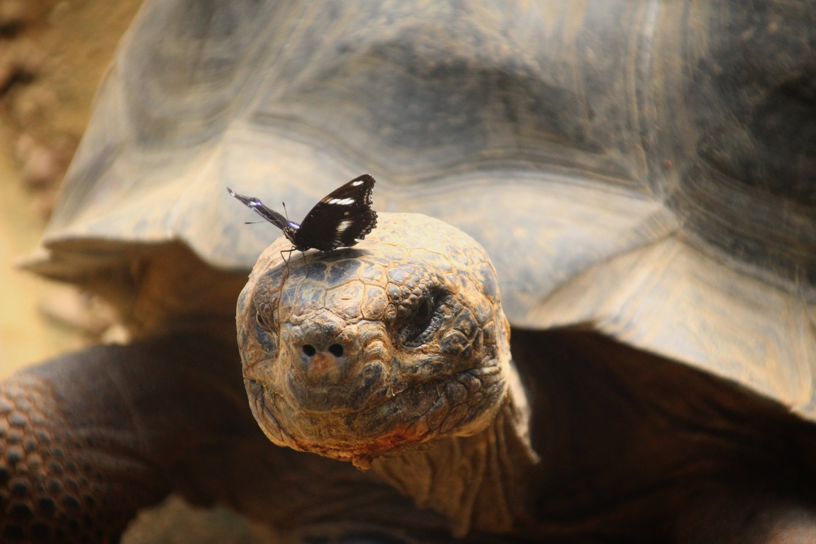 Galapagos Tortoise and Butterfly