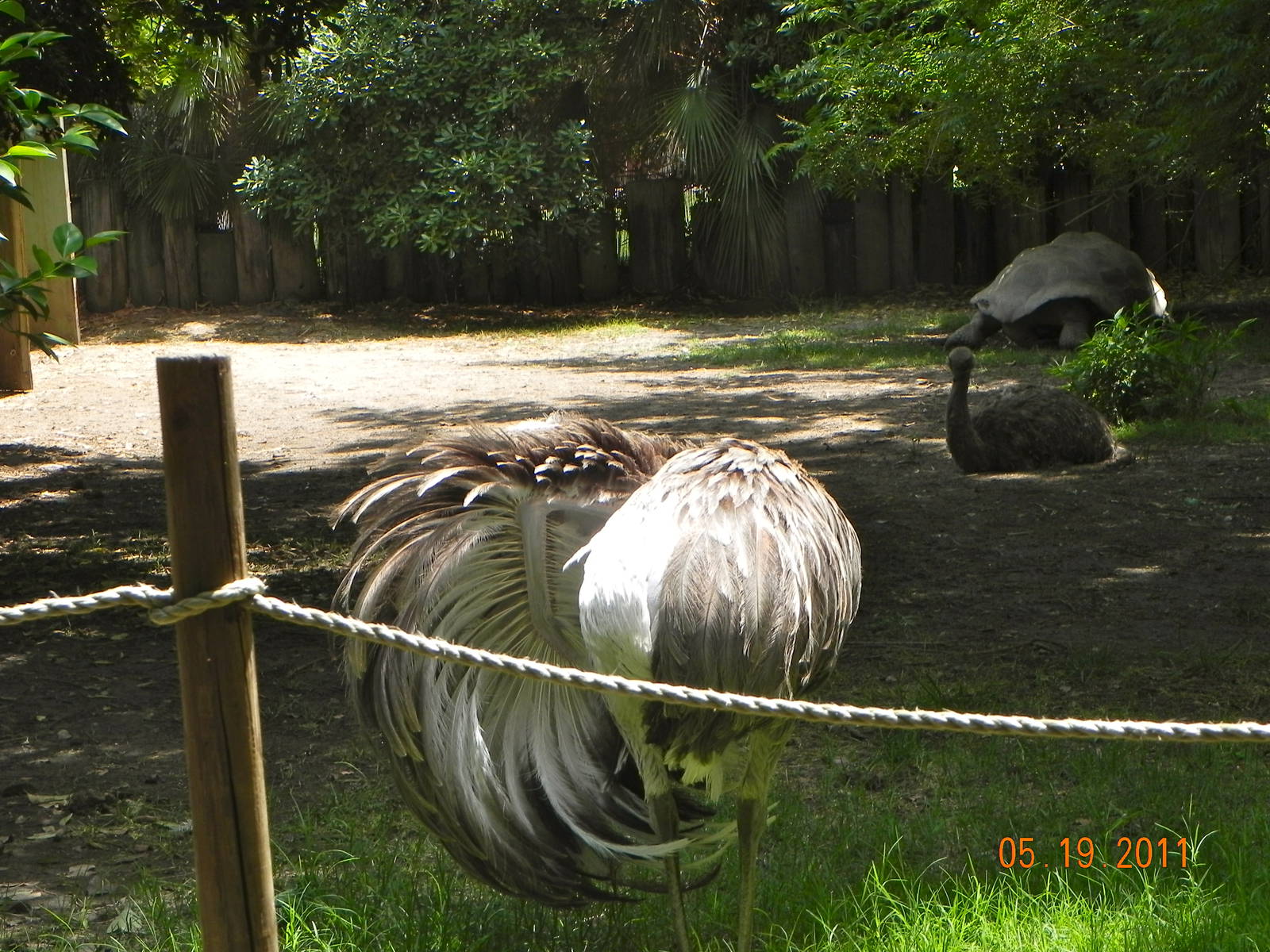 Galapagos tortoise and rhea