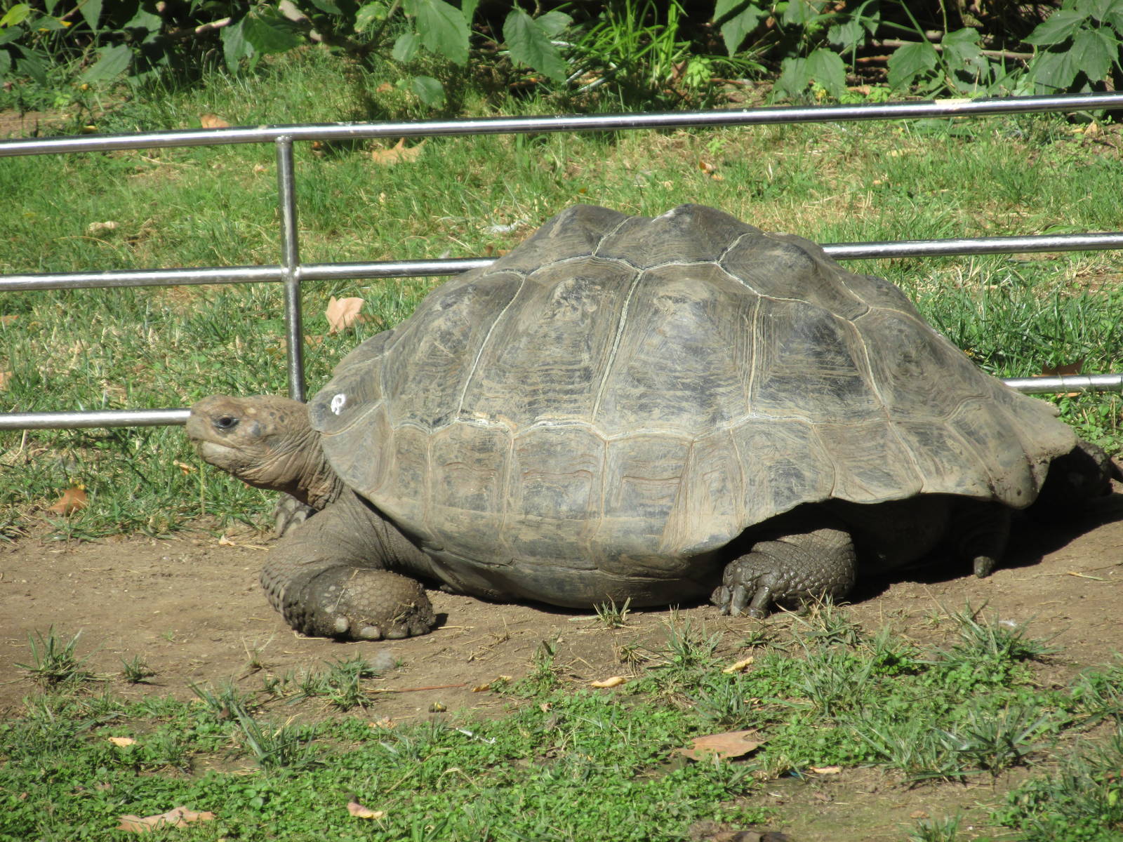 galapagos tortoise barcelona zoo