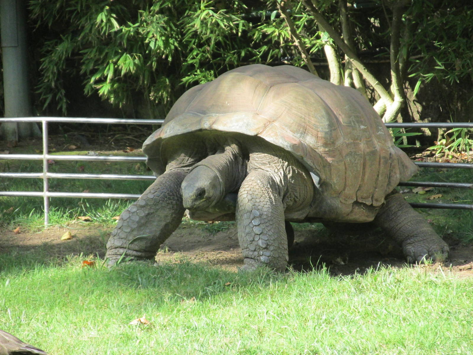 galapagos tortoise barcelona zoo
