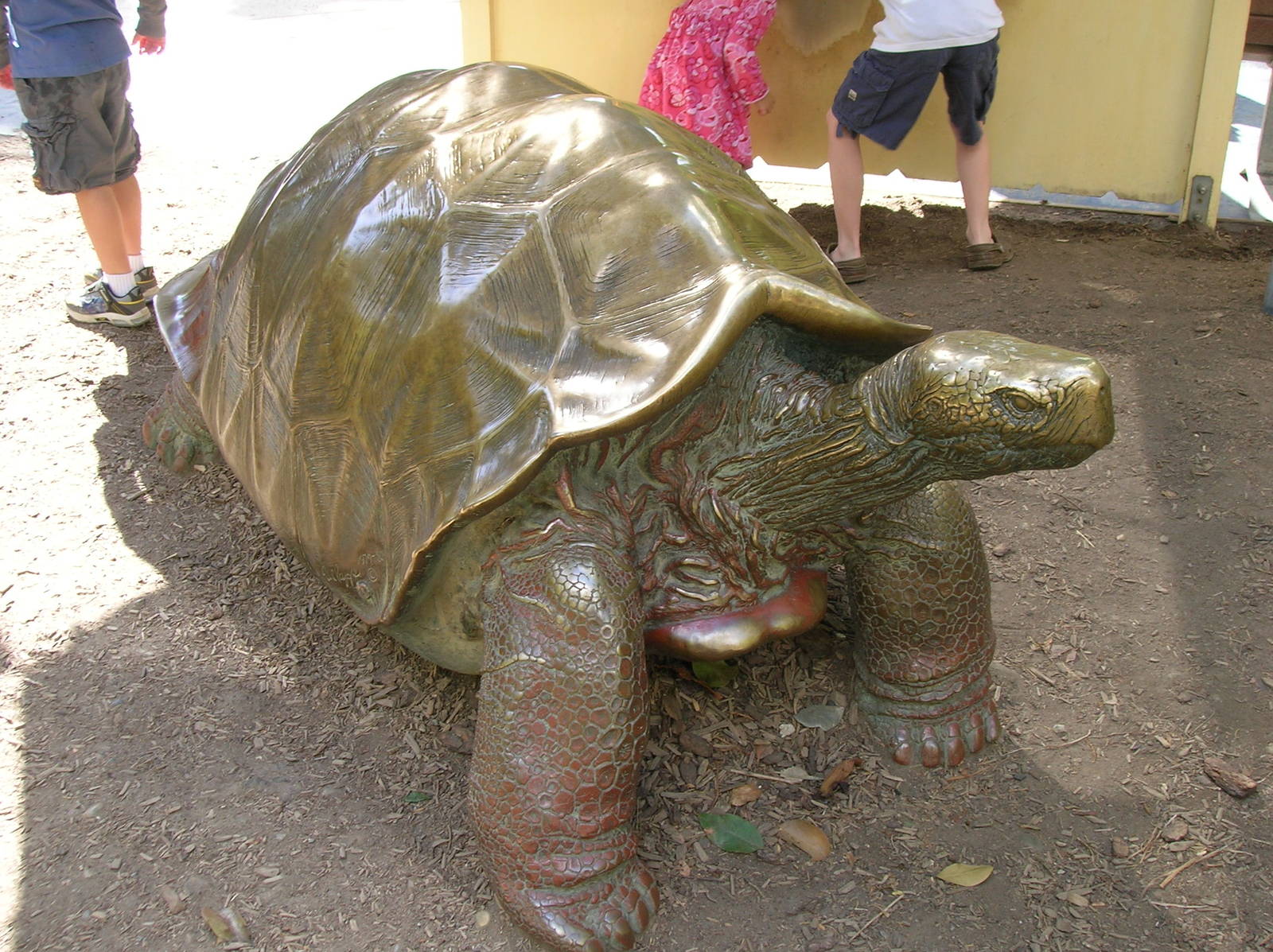 Galapagos Tortoise Bronze