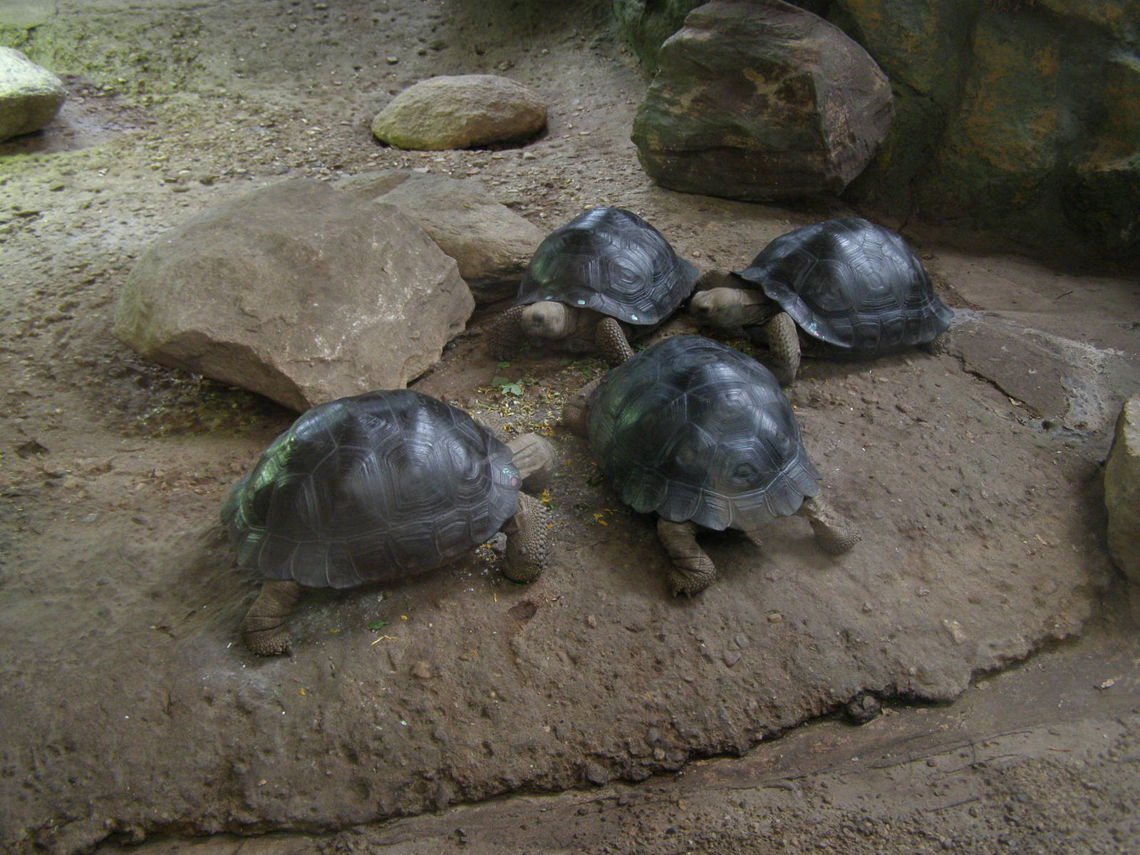 Galapagos tortoise (Chelonoidis nigra)