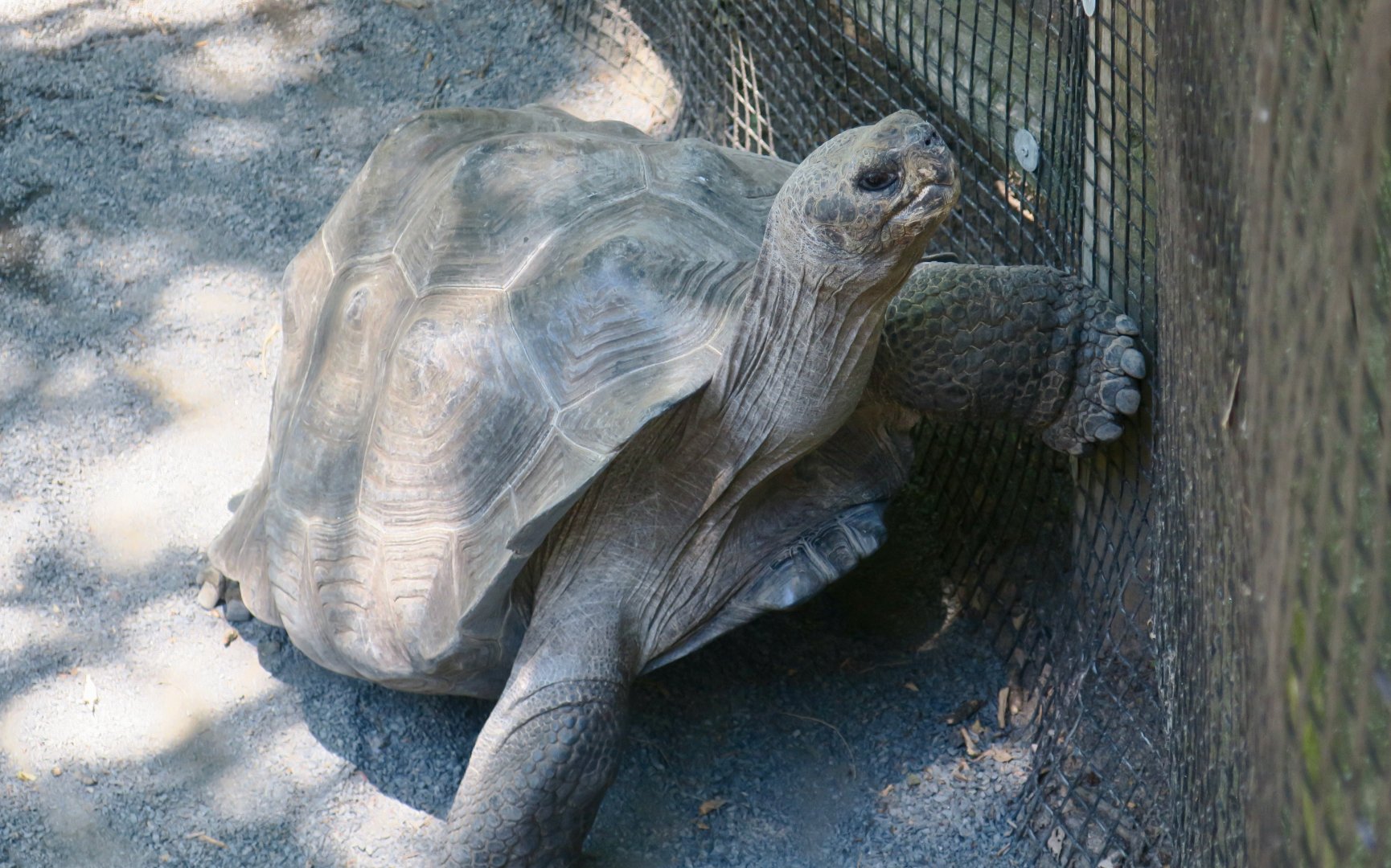 Galapagos Tortoise (Chelonoidis sp.)