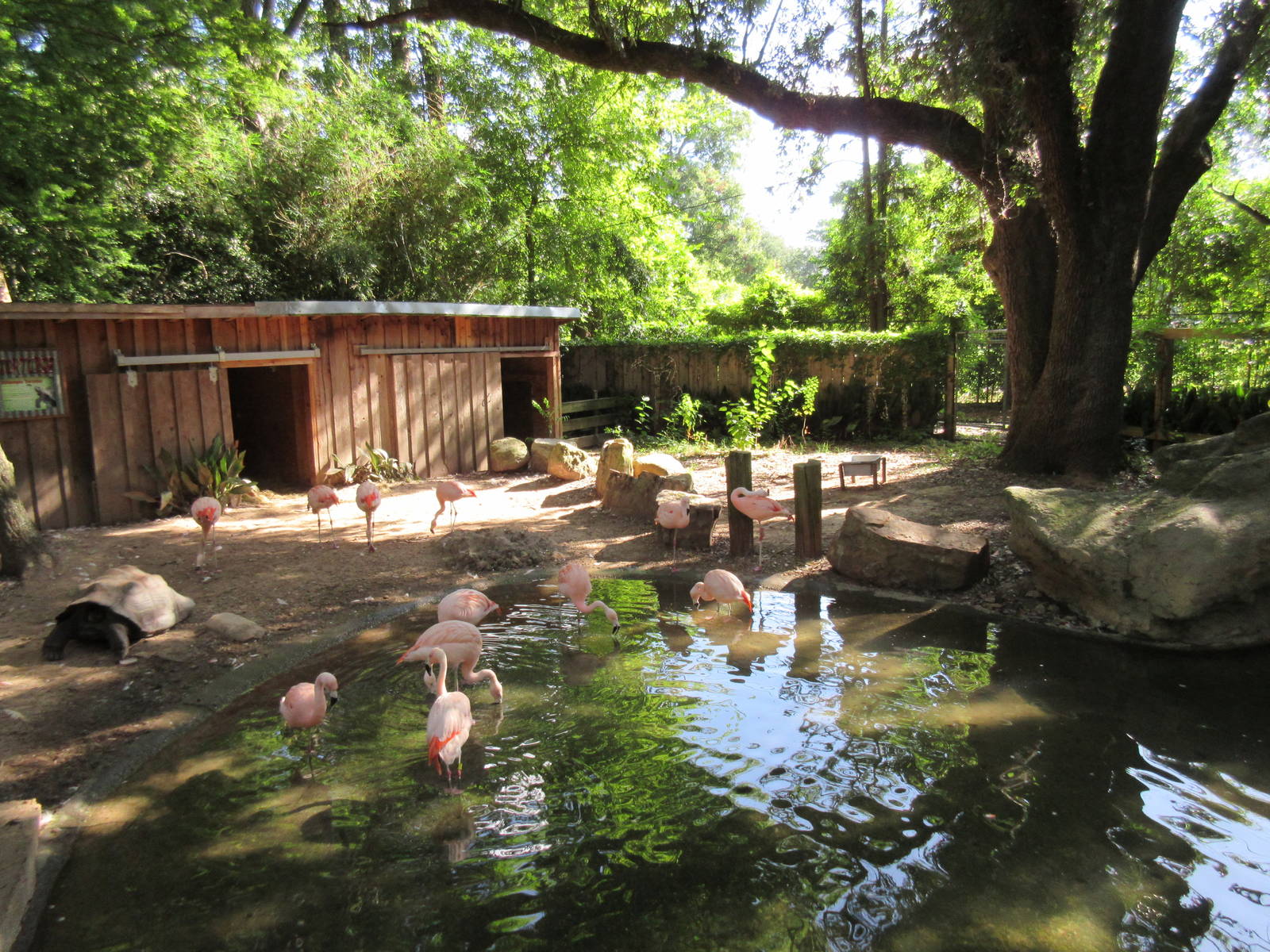 Galapagos Tortoise/Chilean Flamingo Exhibit