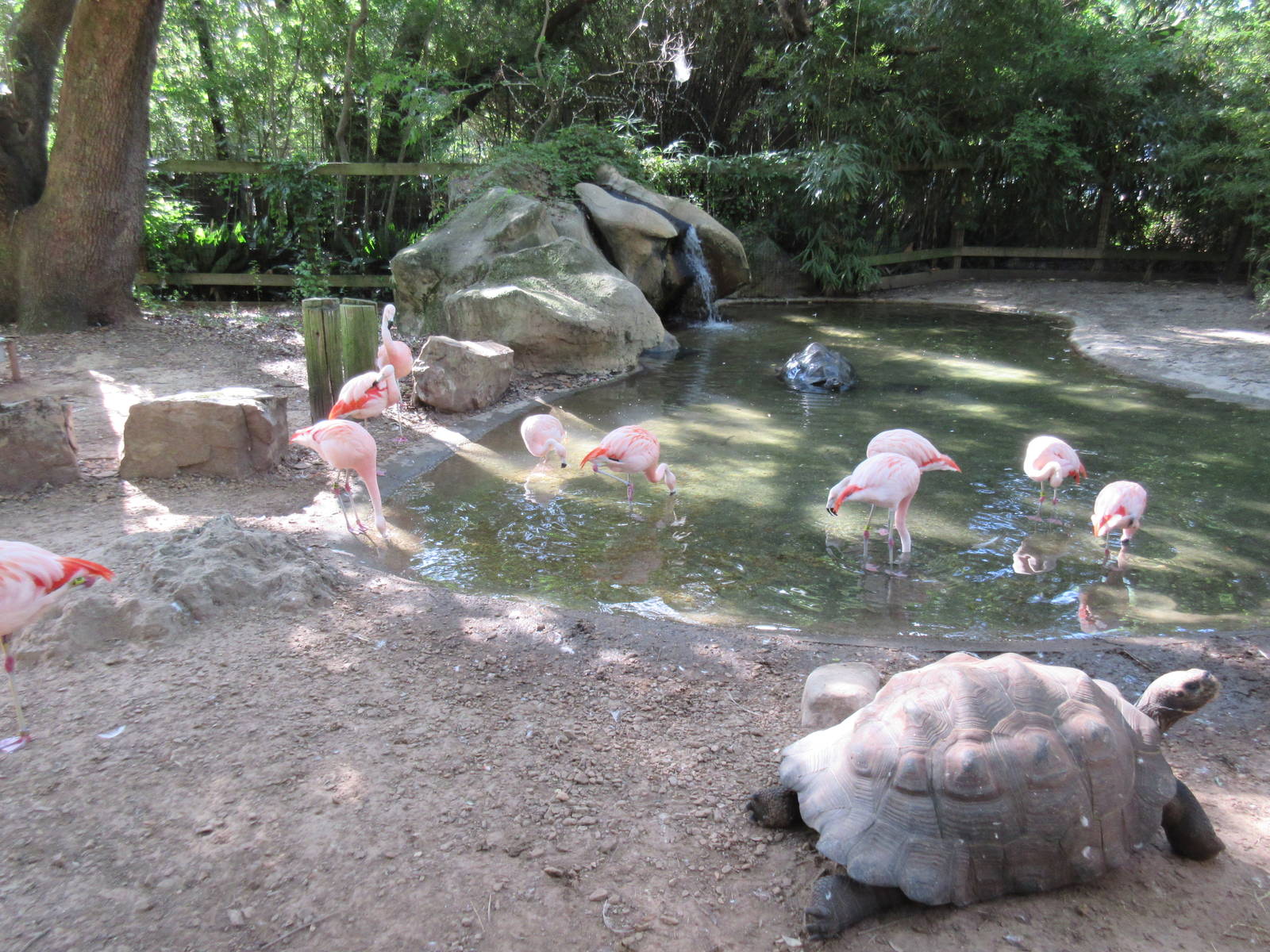 Galapagos Tortoise/Chilean Flamingo Exhibit