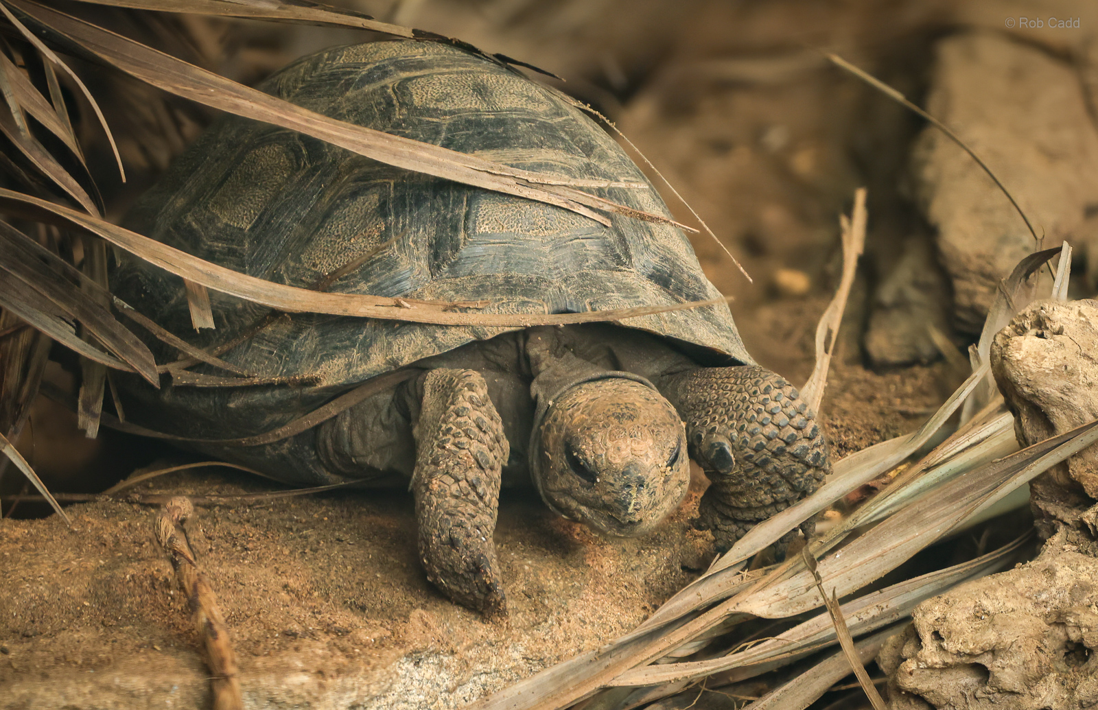 Galápagos tortoise: Crocodiles of the World : 05 Jul 2024