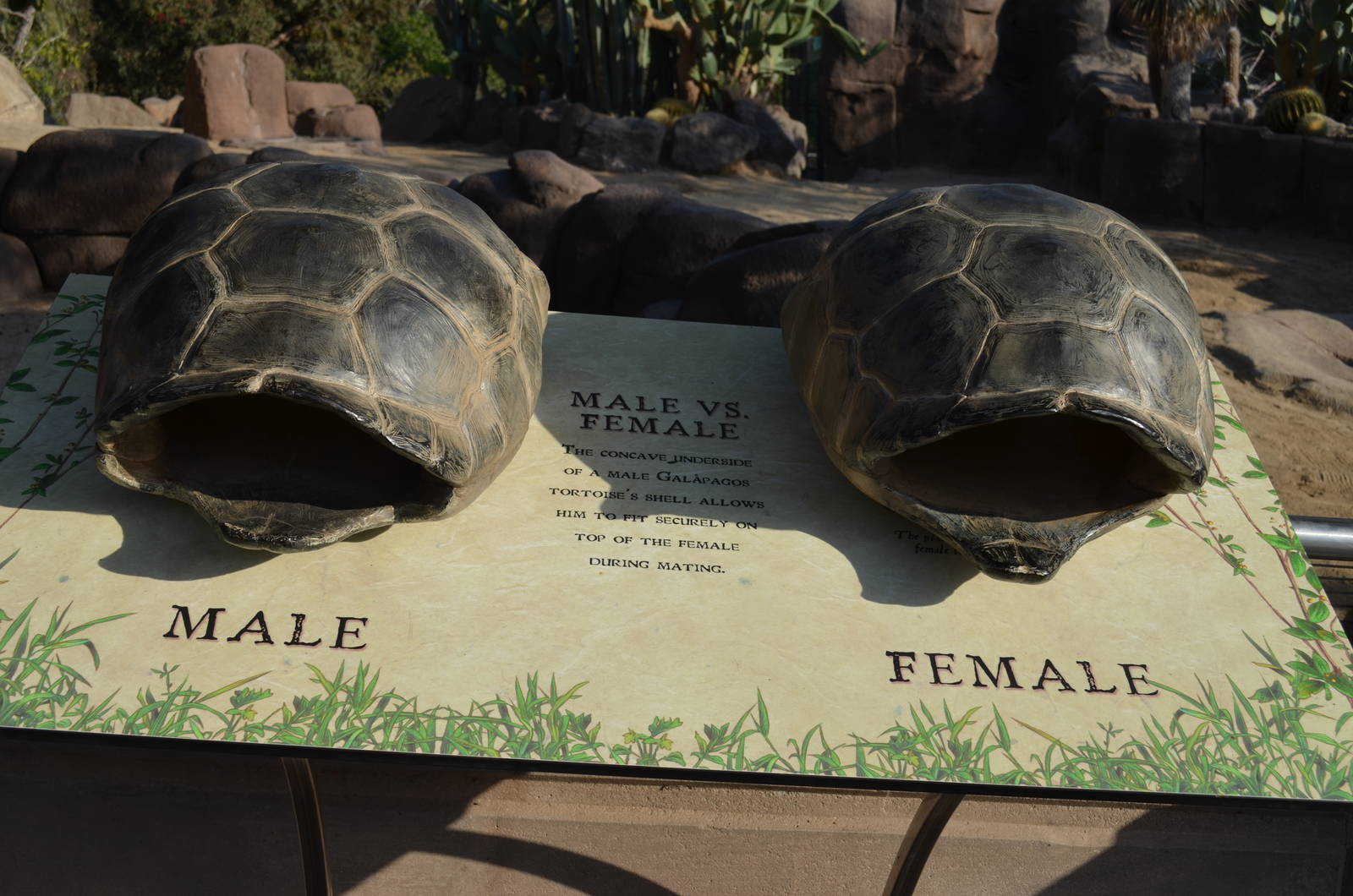 Galapagos Tortoise Display Graphics