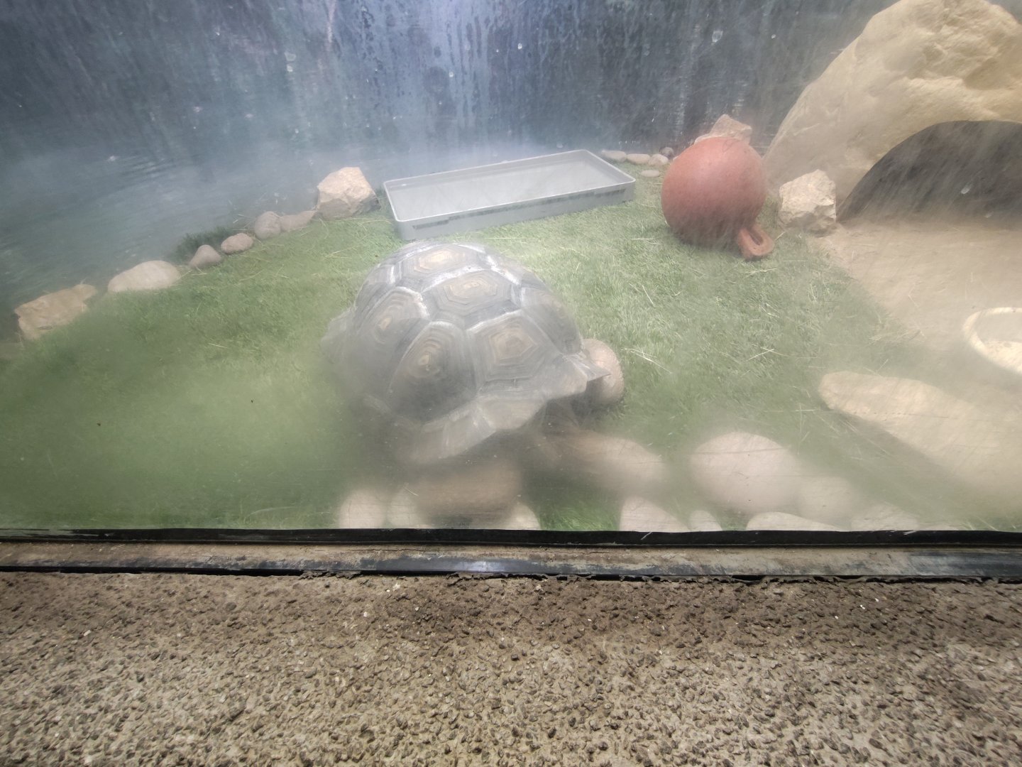 Galapagos tortoise? El Paso Zoo