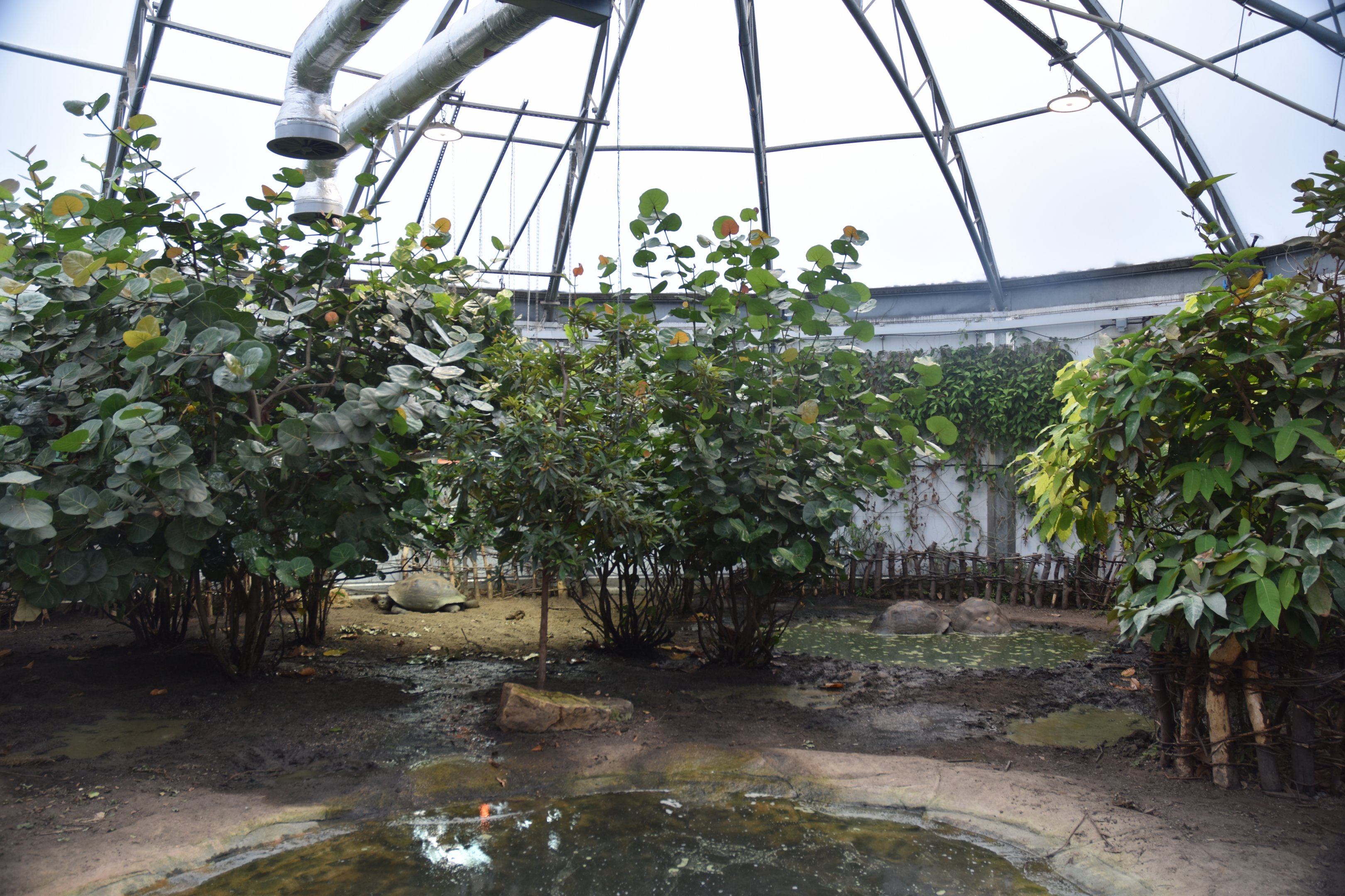 Galapagos Tortoise Enclosure at London, 22nd June 2024