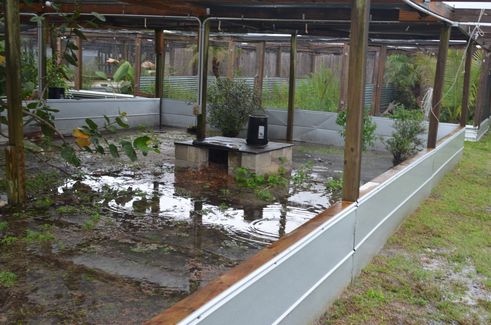 Galapagos Tortoise Enclosure