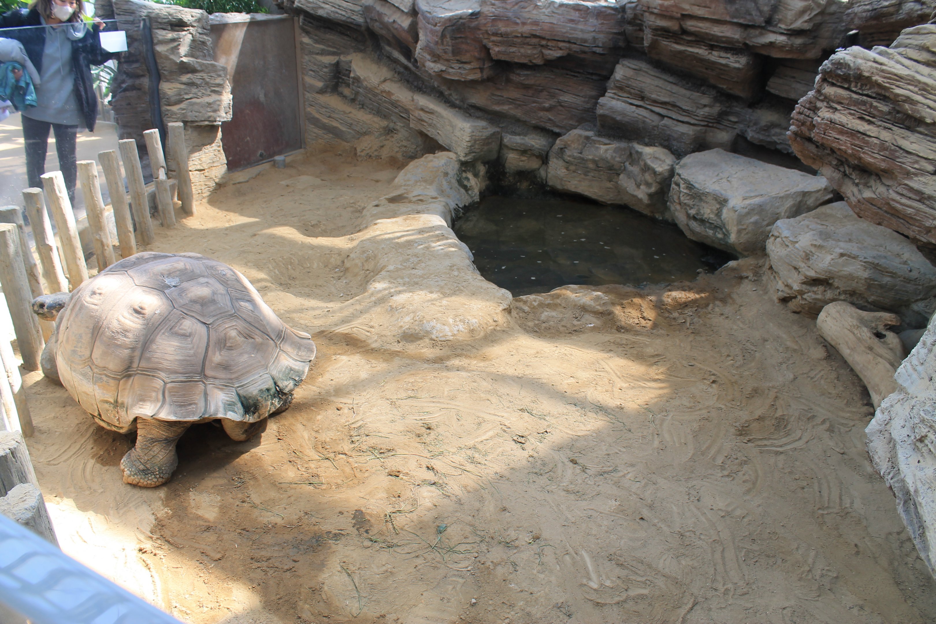 Galapagos Tortoise enclosure