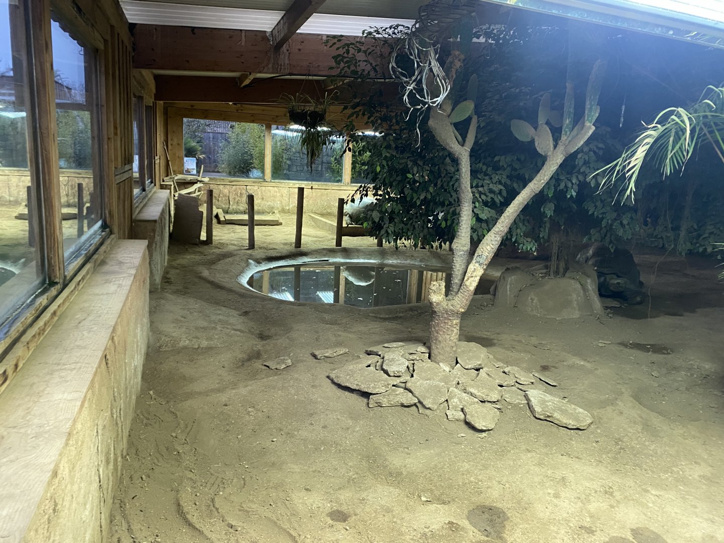 Galapagos tortoise exhibit 040124