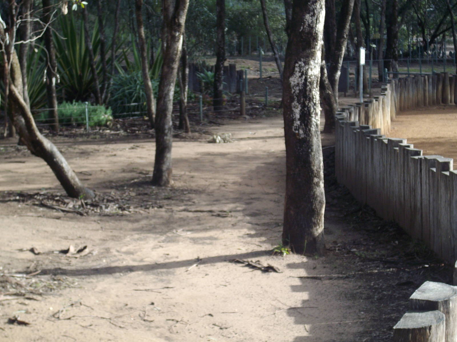 Galapagos Tortoise exhibit at Western Plains Zoo