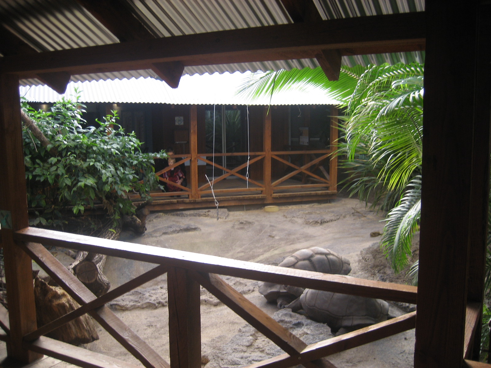 Galapagos tortoise exhibit in Odense Zoo!