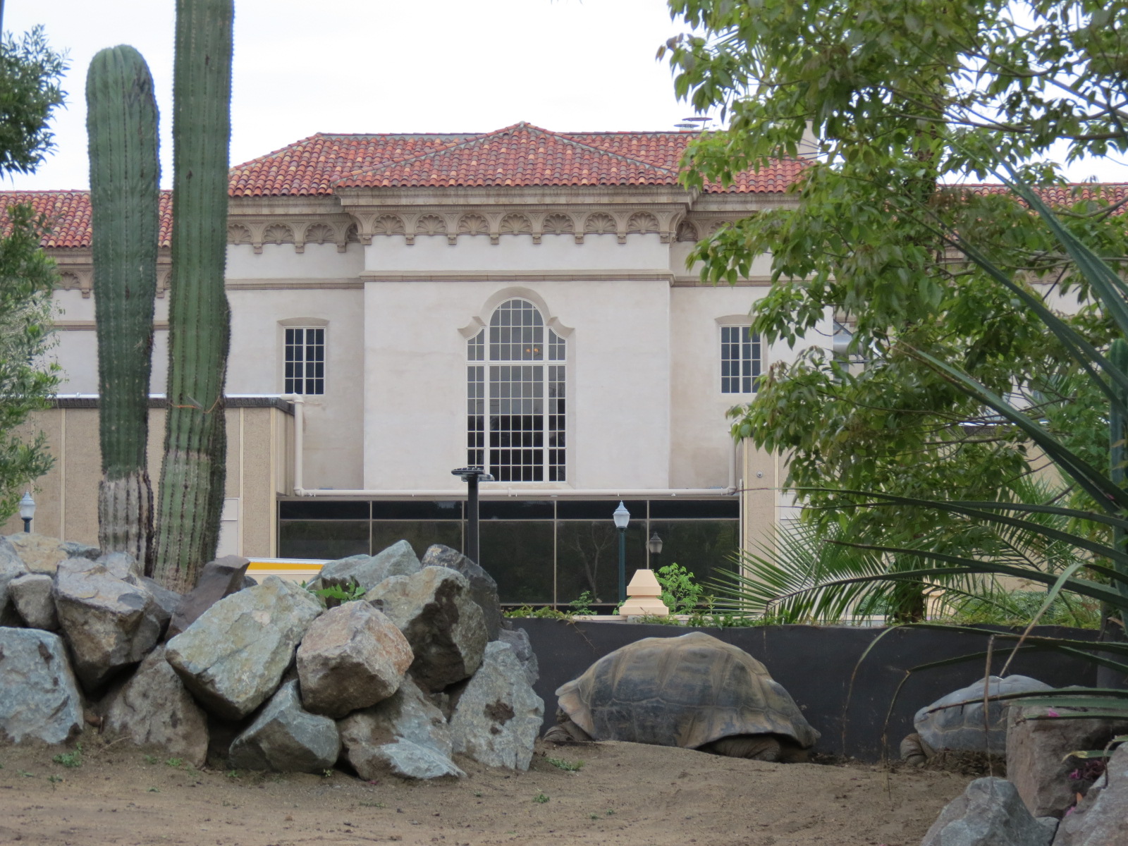 Galapagos Tortoise Exhibit with View of San Diego Museum of Art