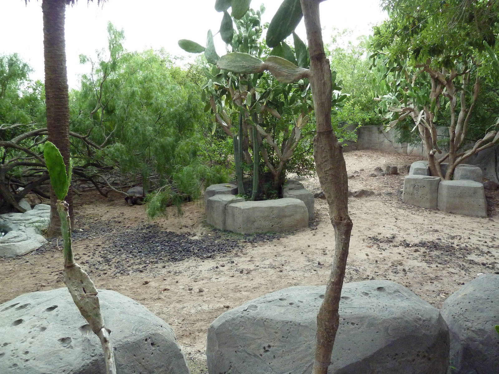 Galapagos Tortoise Exhibit