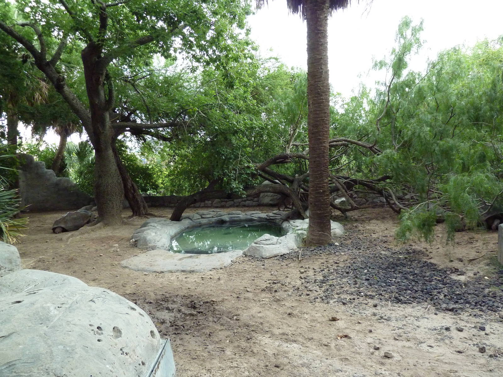 Galapagos Tortoise Exhibit