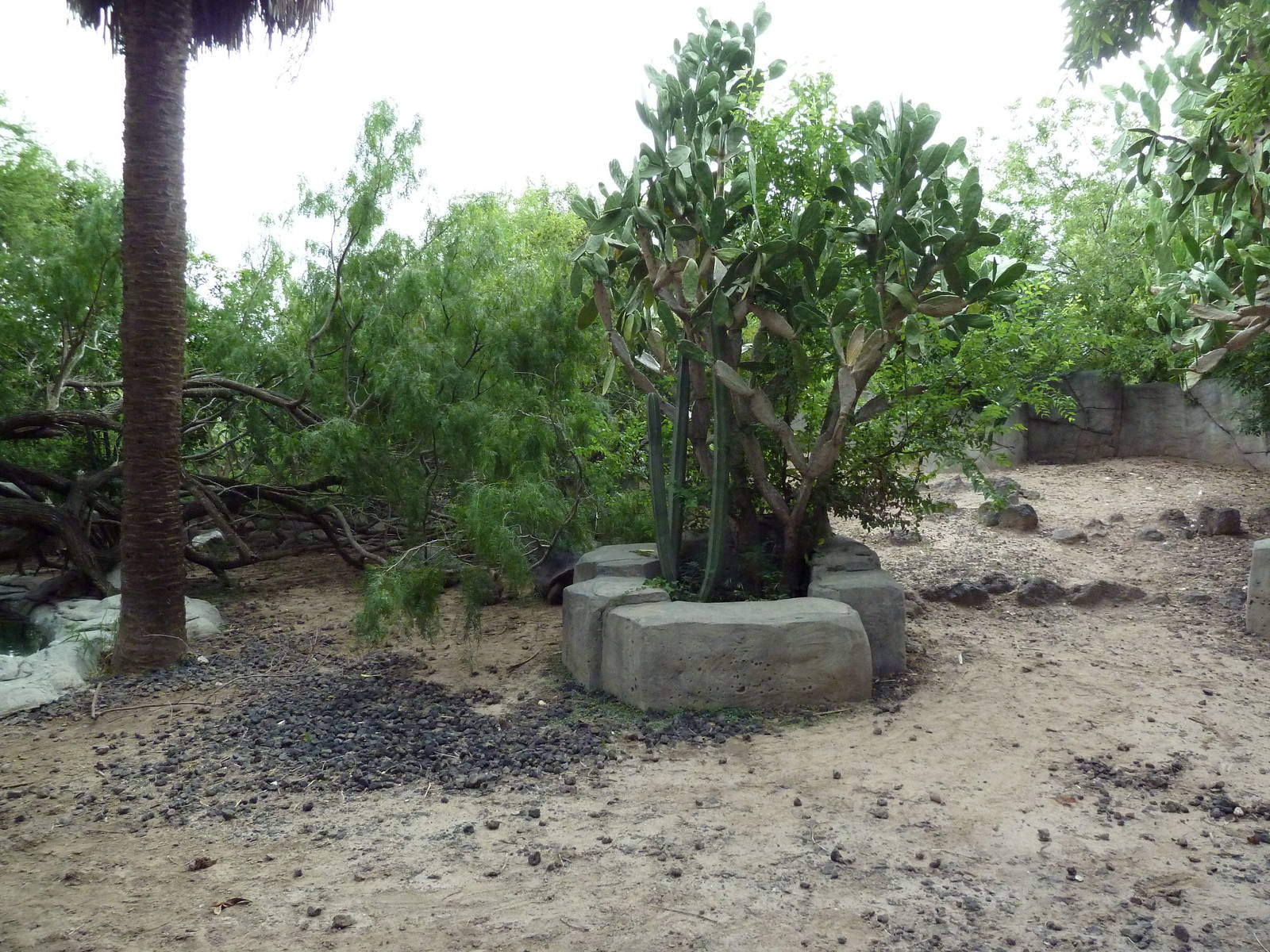 Galapagos Tortoise Exhibit