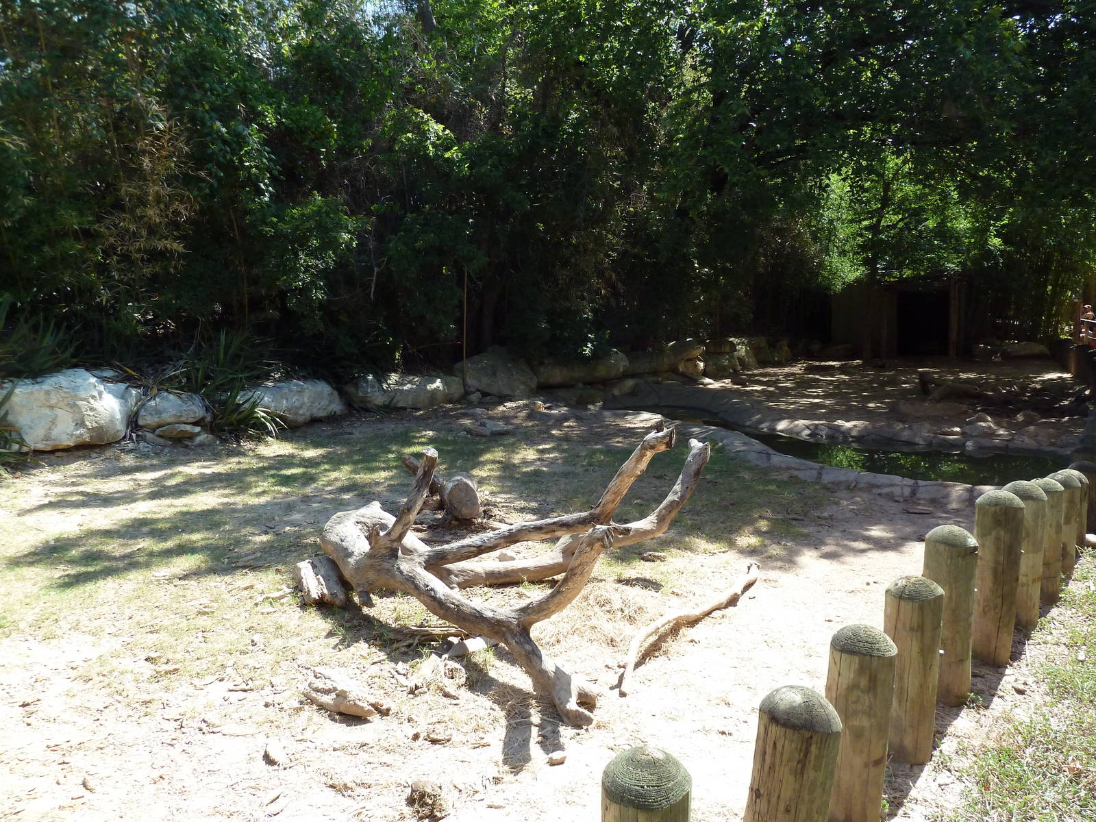Galapagos Tortoise Exhibit
