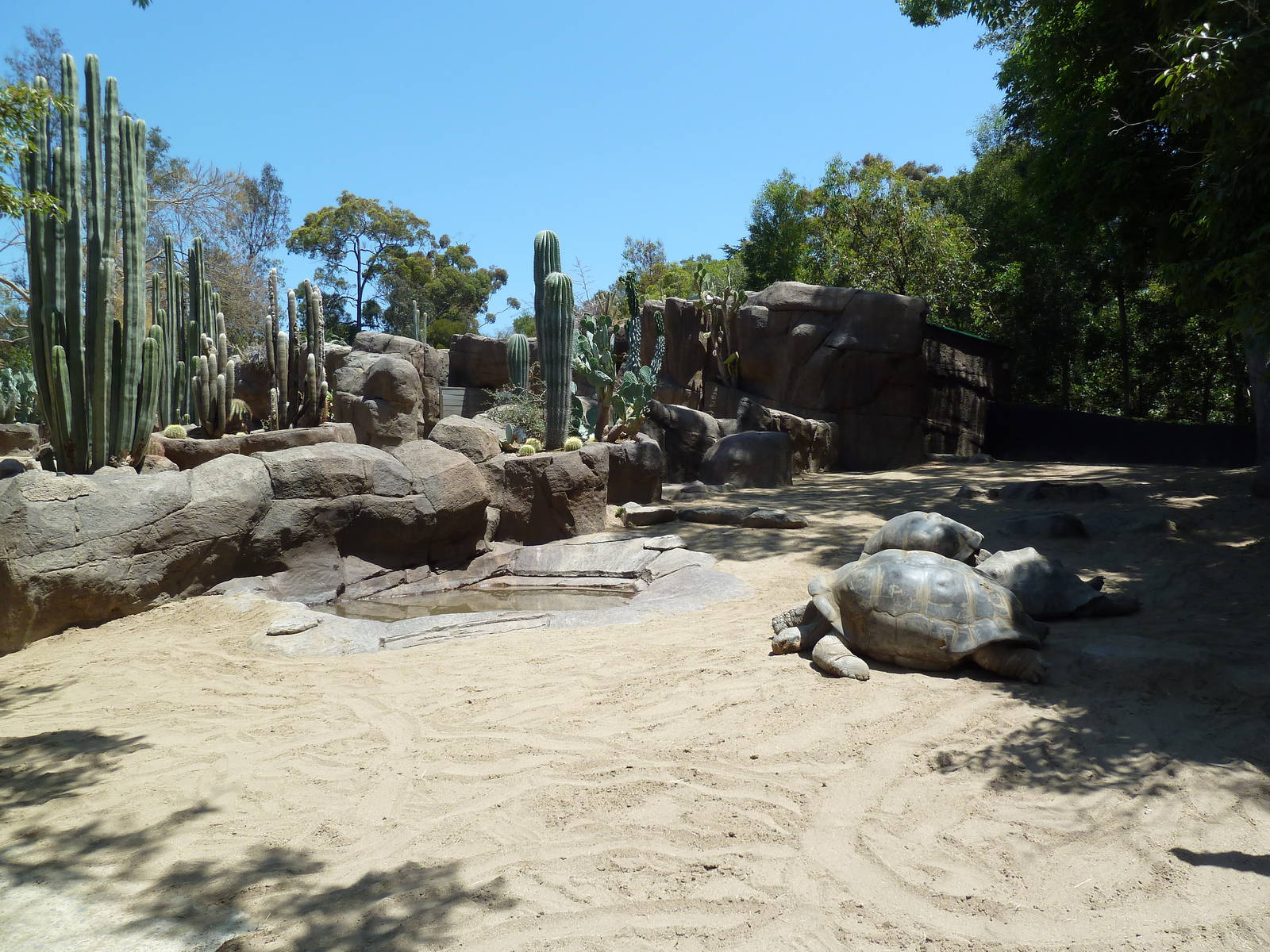 Galapagos Tortoise Exhibit