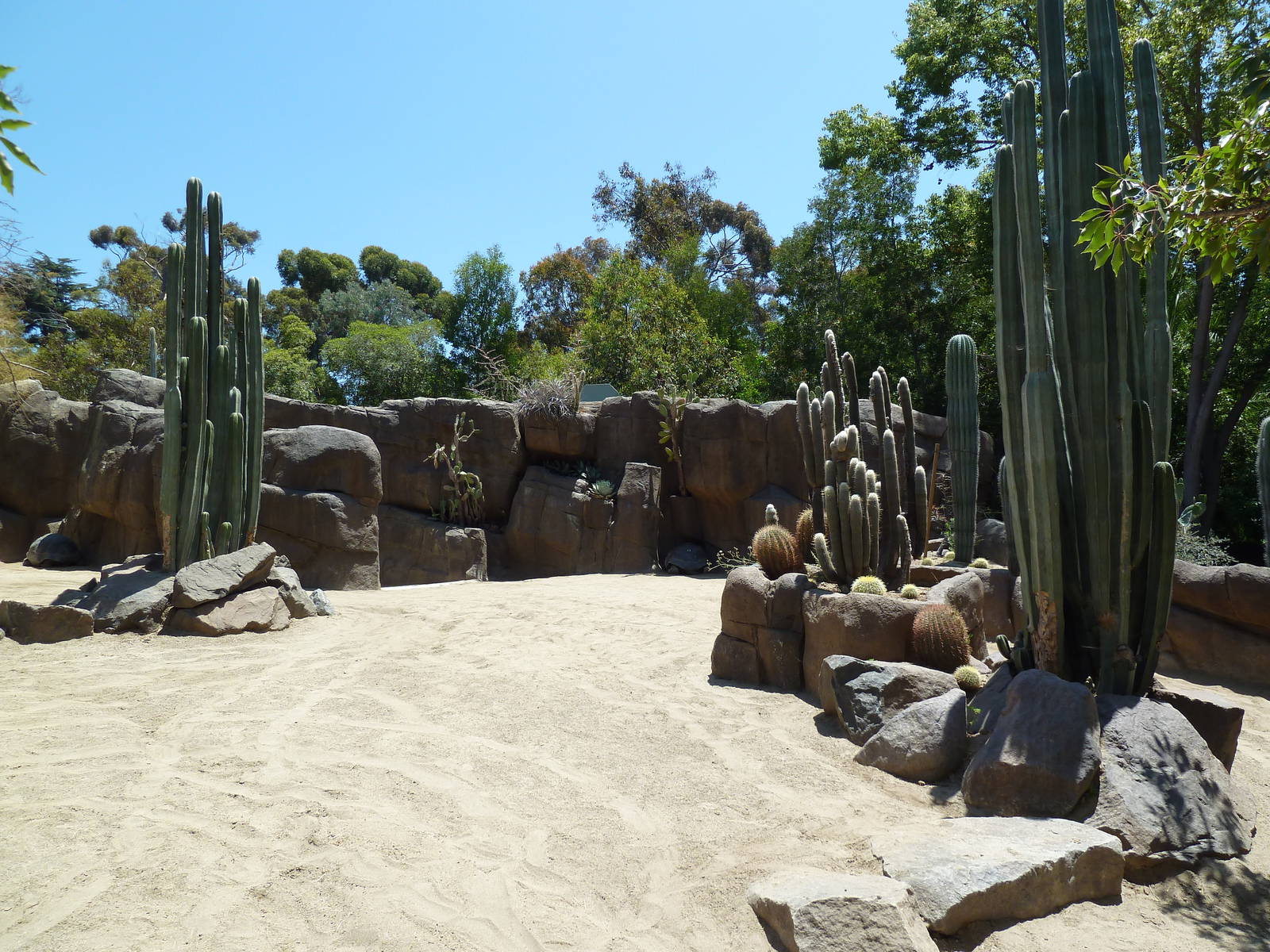 Galapagos Tortoise Exhibit
