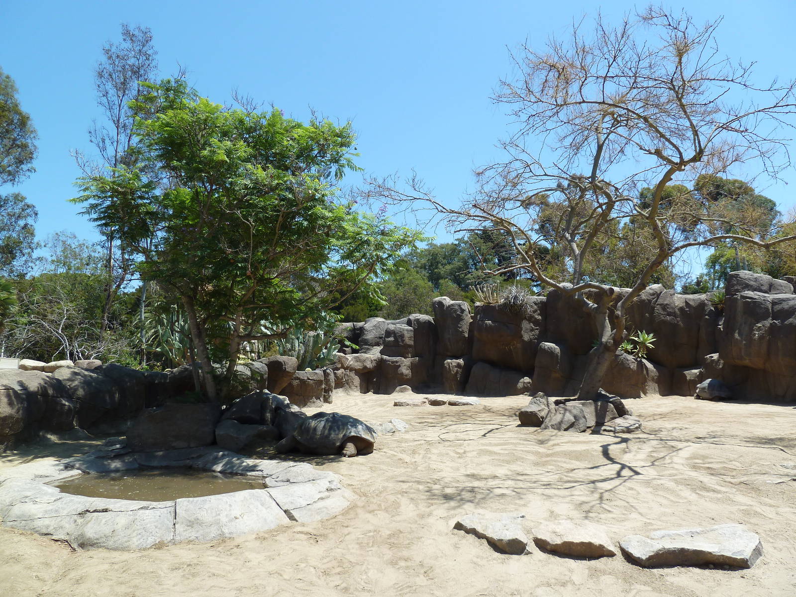 Galapagos Tortoise Exhibit